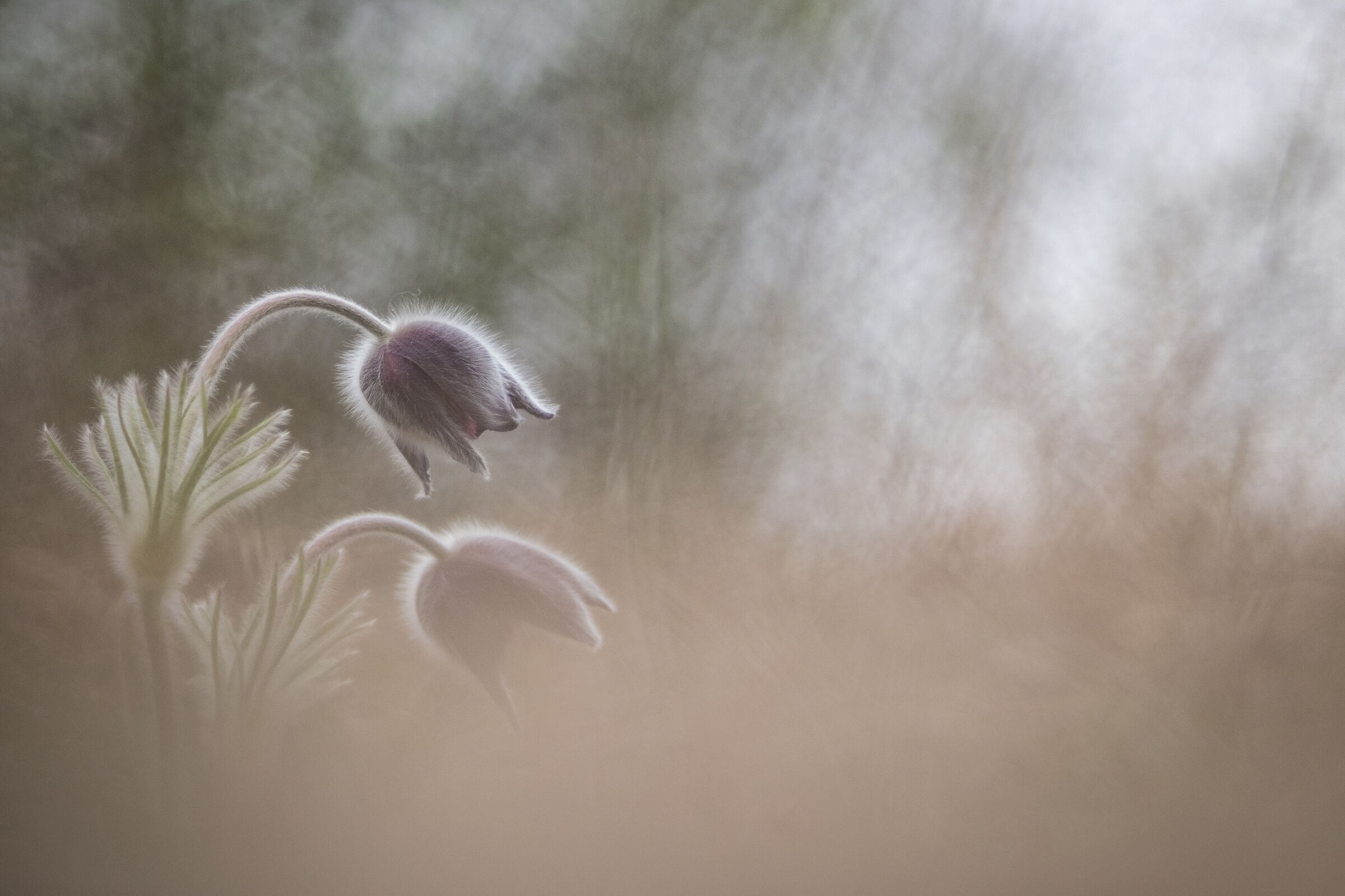 Pulsatilla