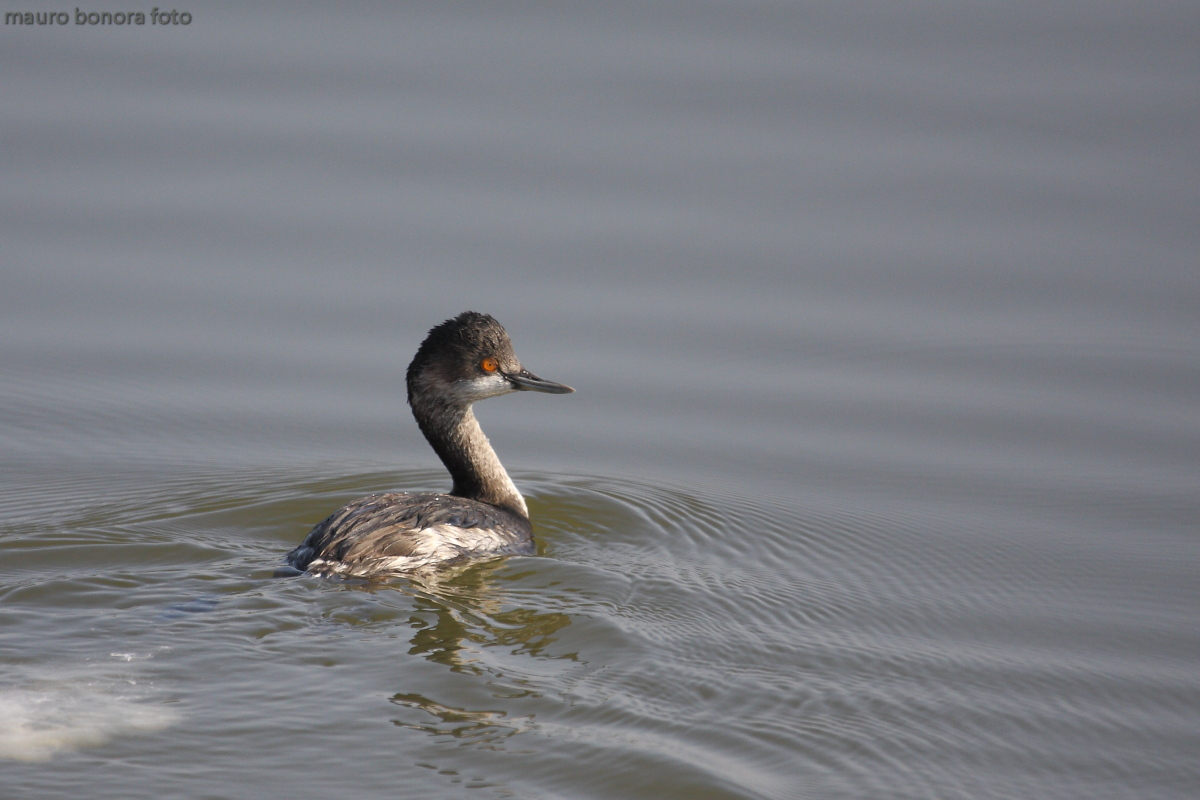 Black-necked Grebe