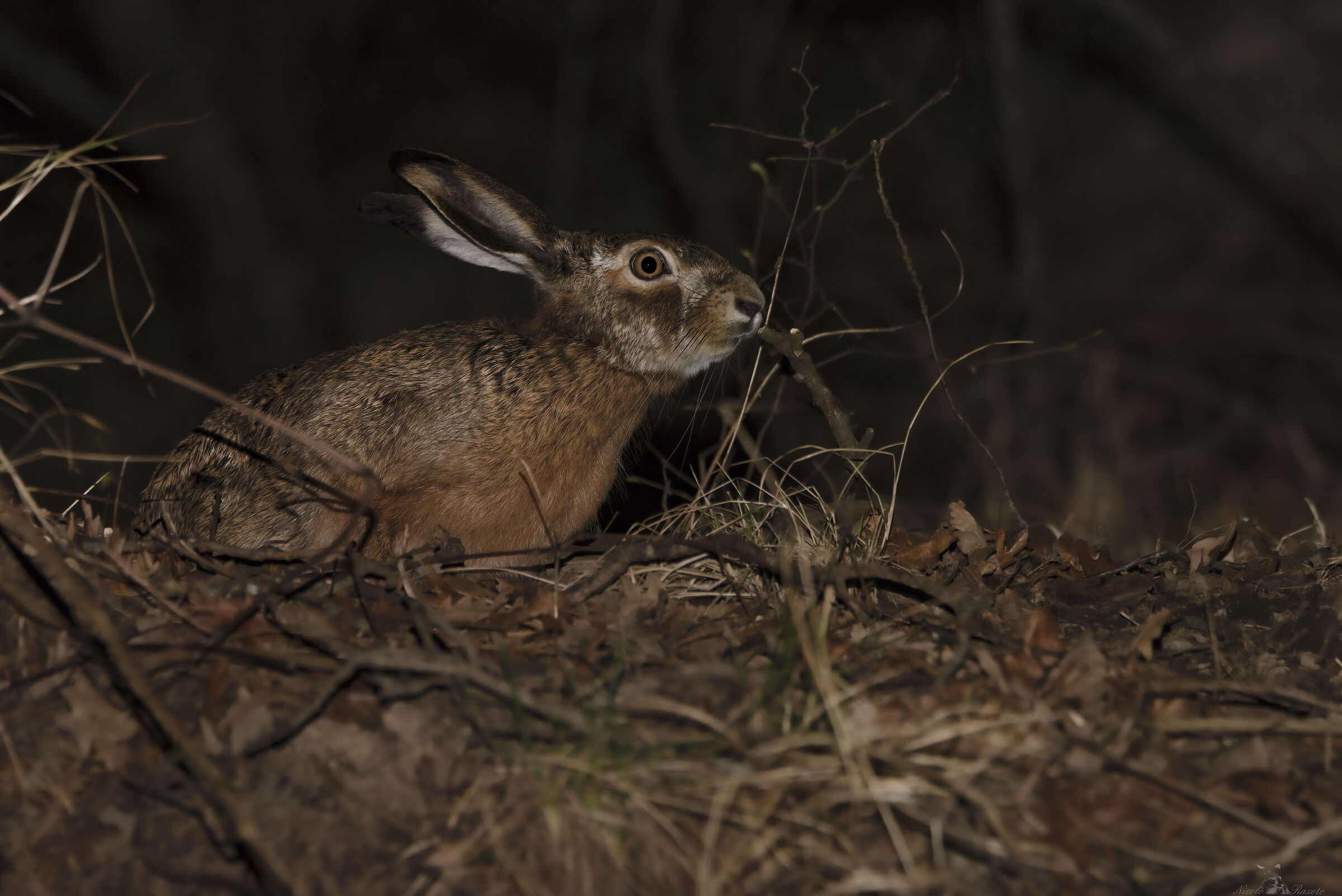 European Hare