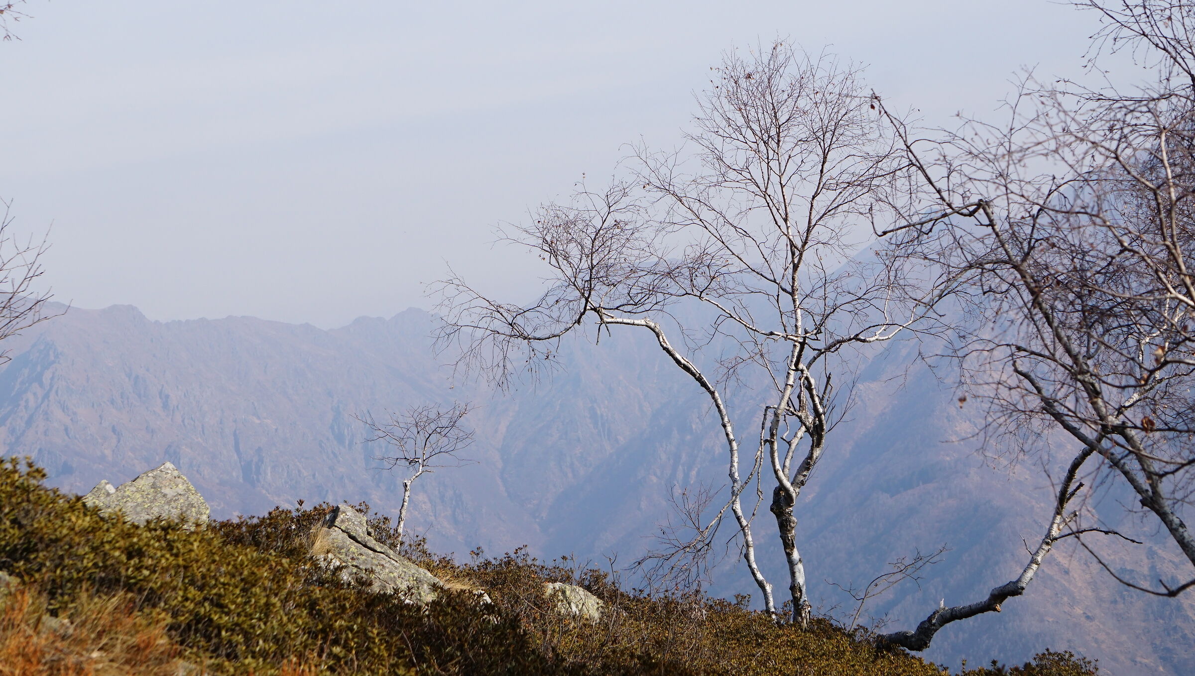 Beautiful Birch