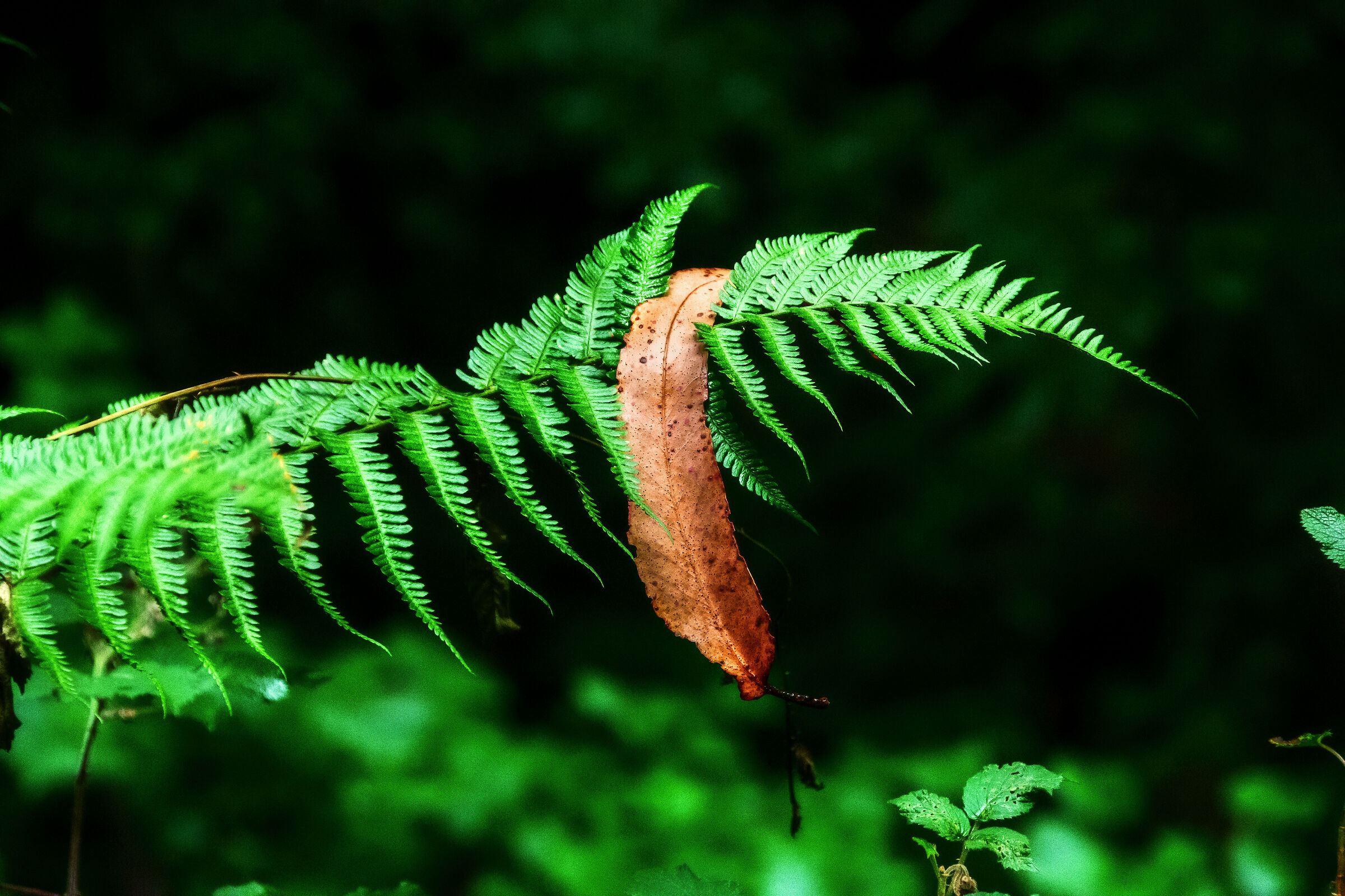 The colors of nature