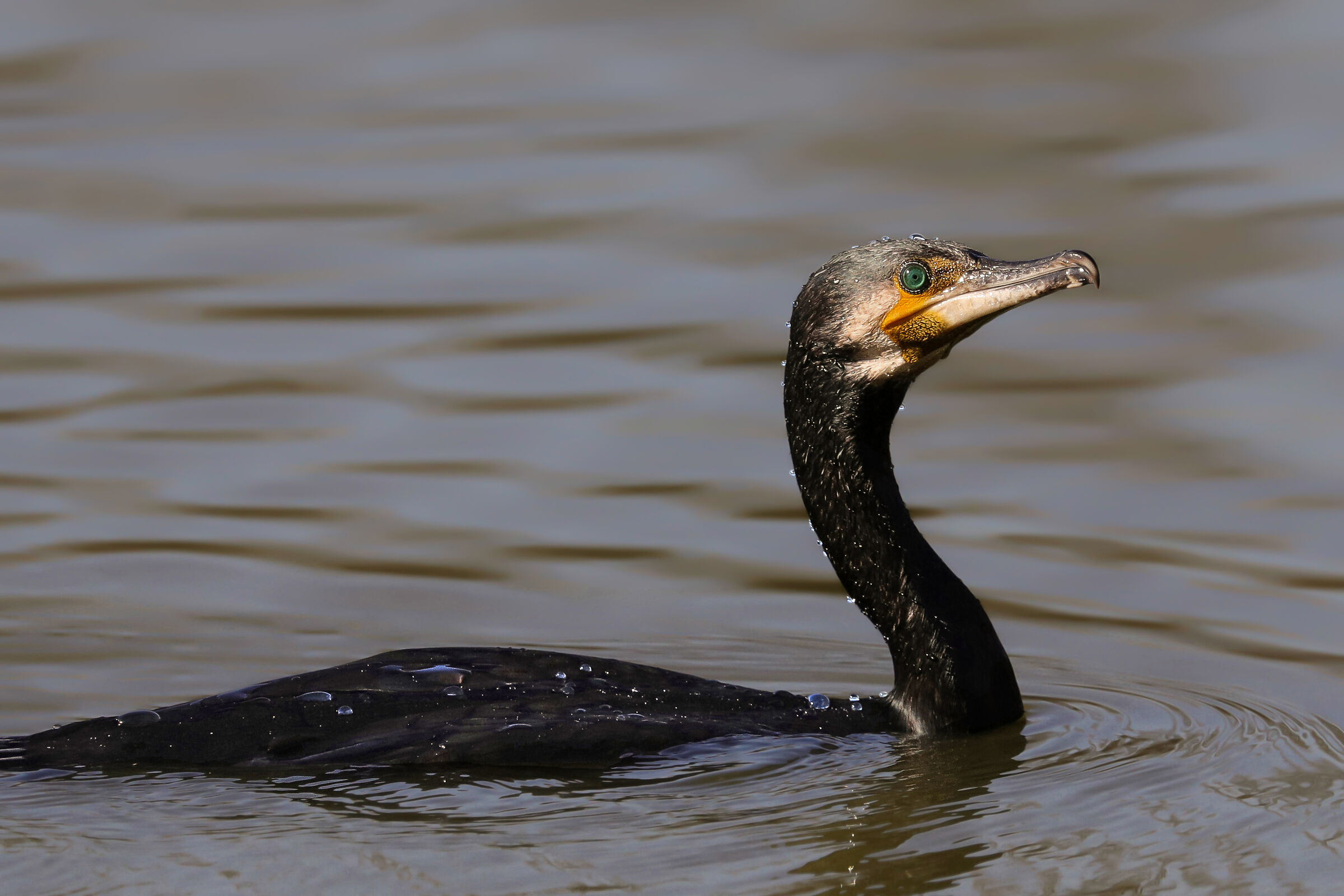 Cormorano