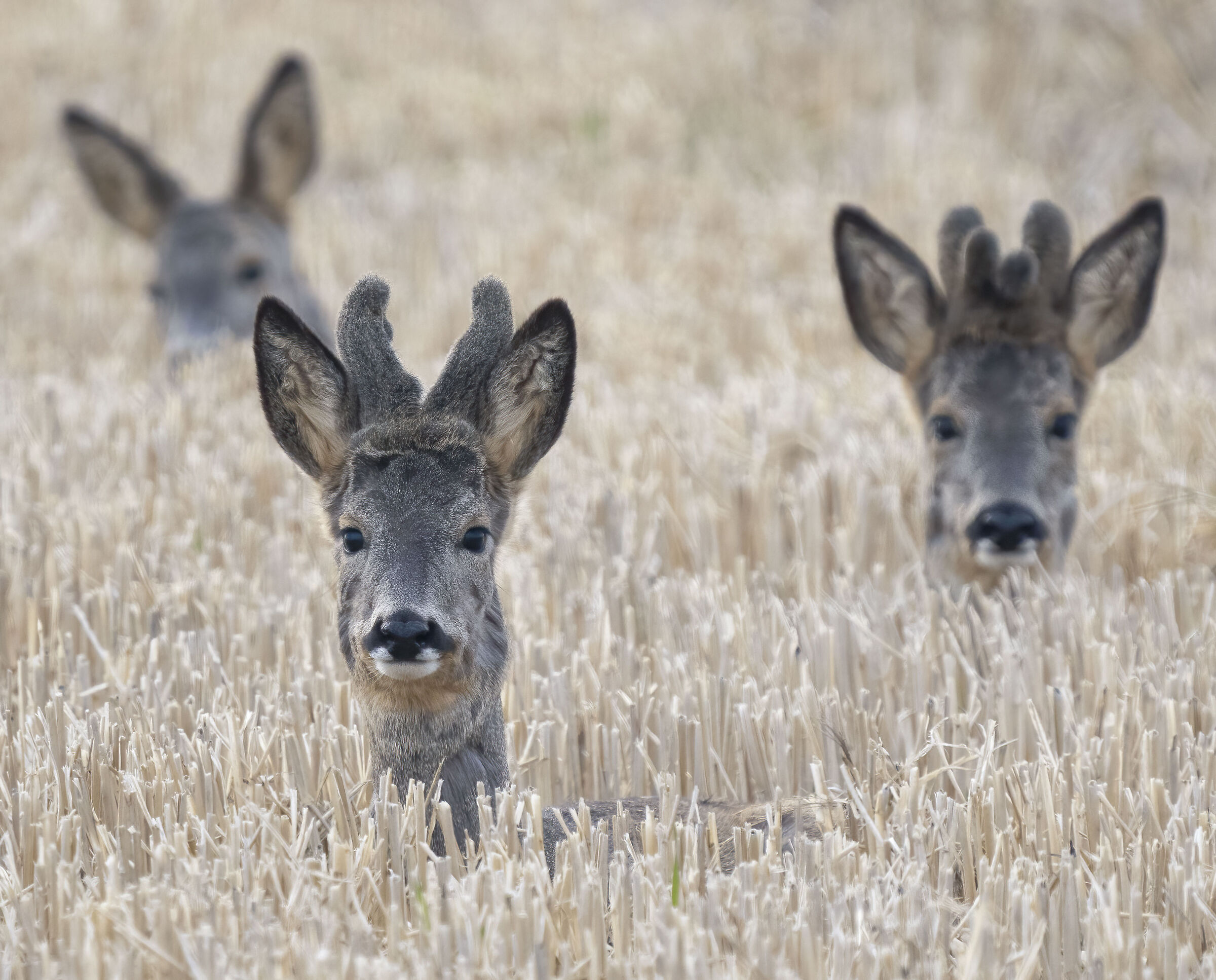 Roe deer