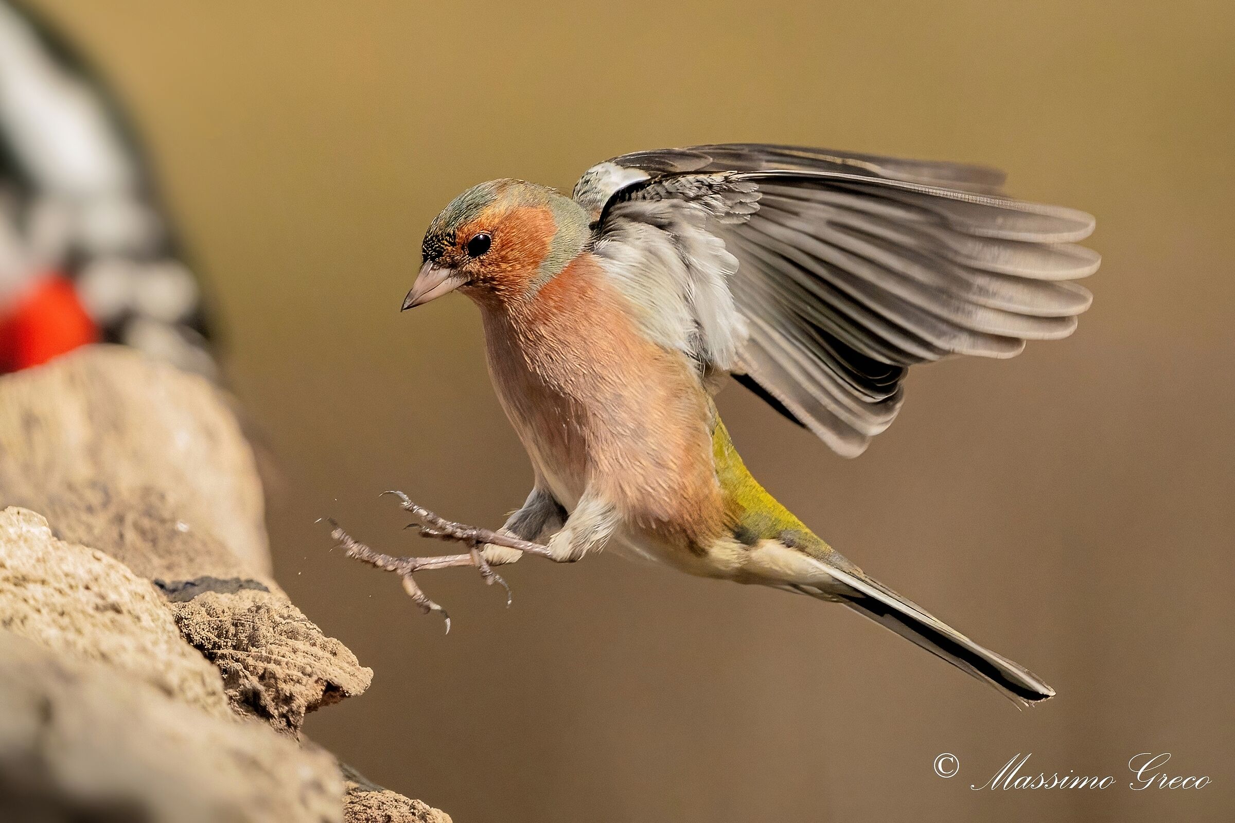 Fringuello (Fringilla coelebs)