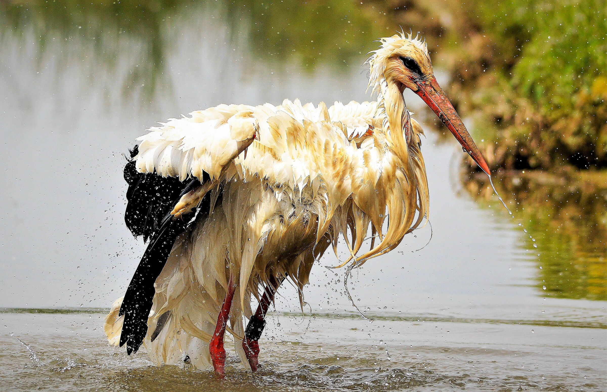 Stork