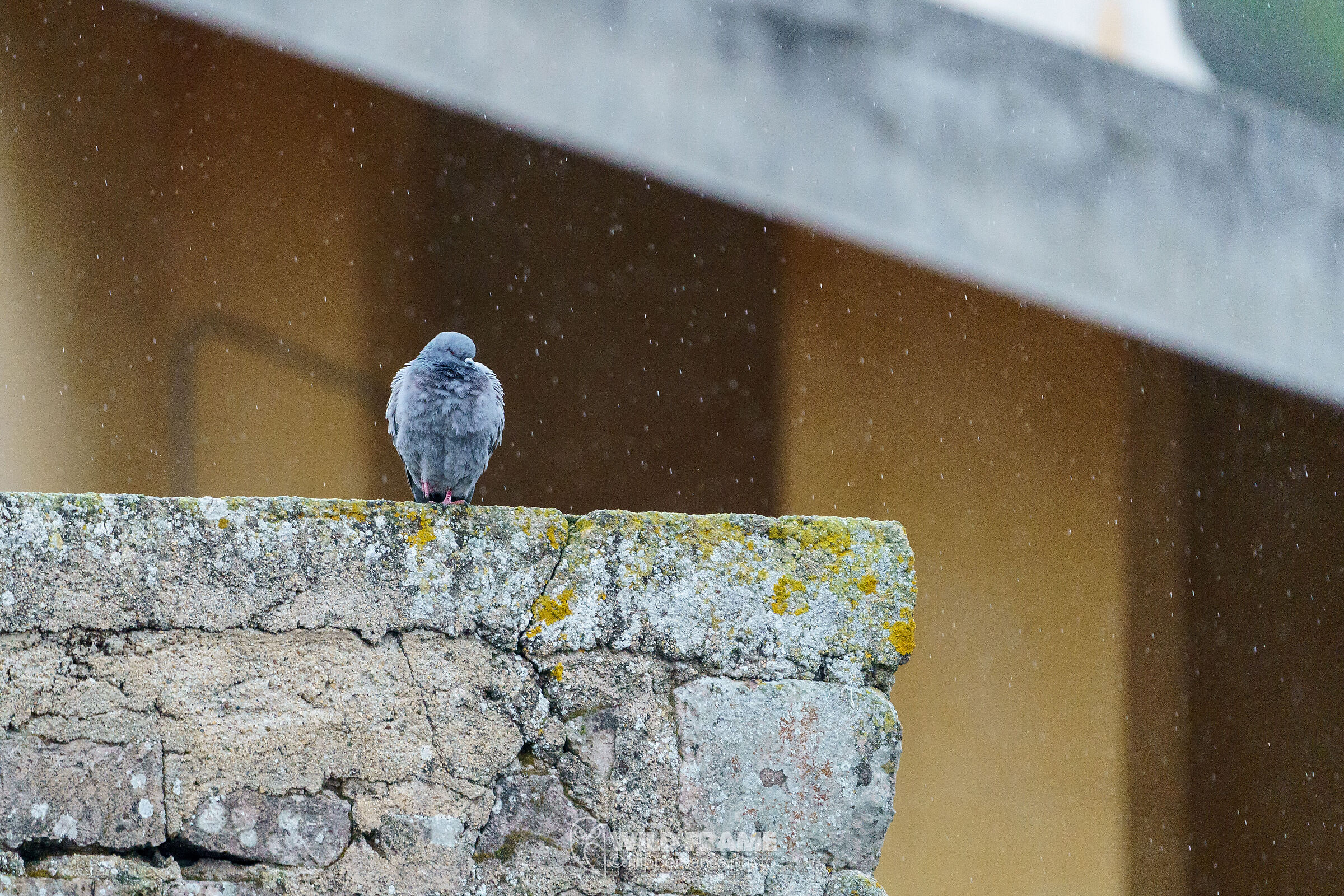 In the rain