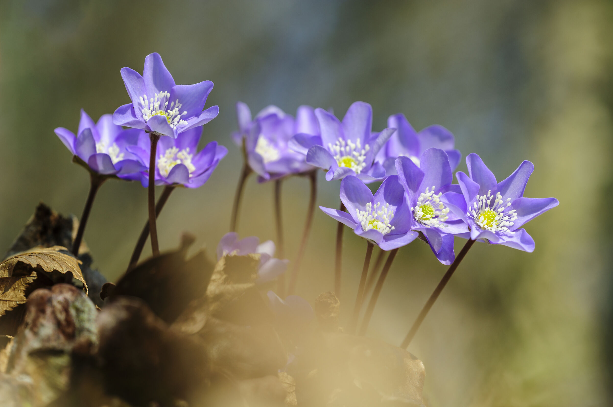 Hepatica nobilis