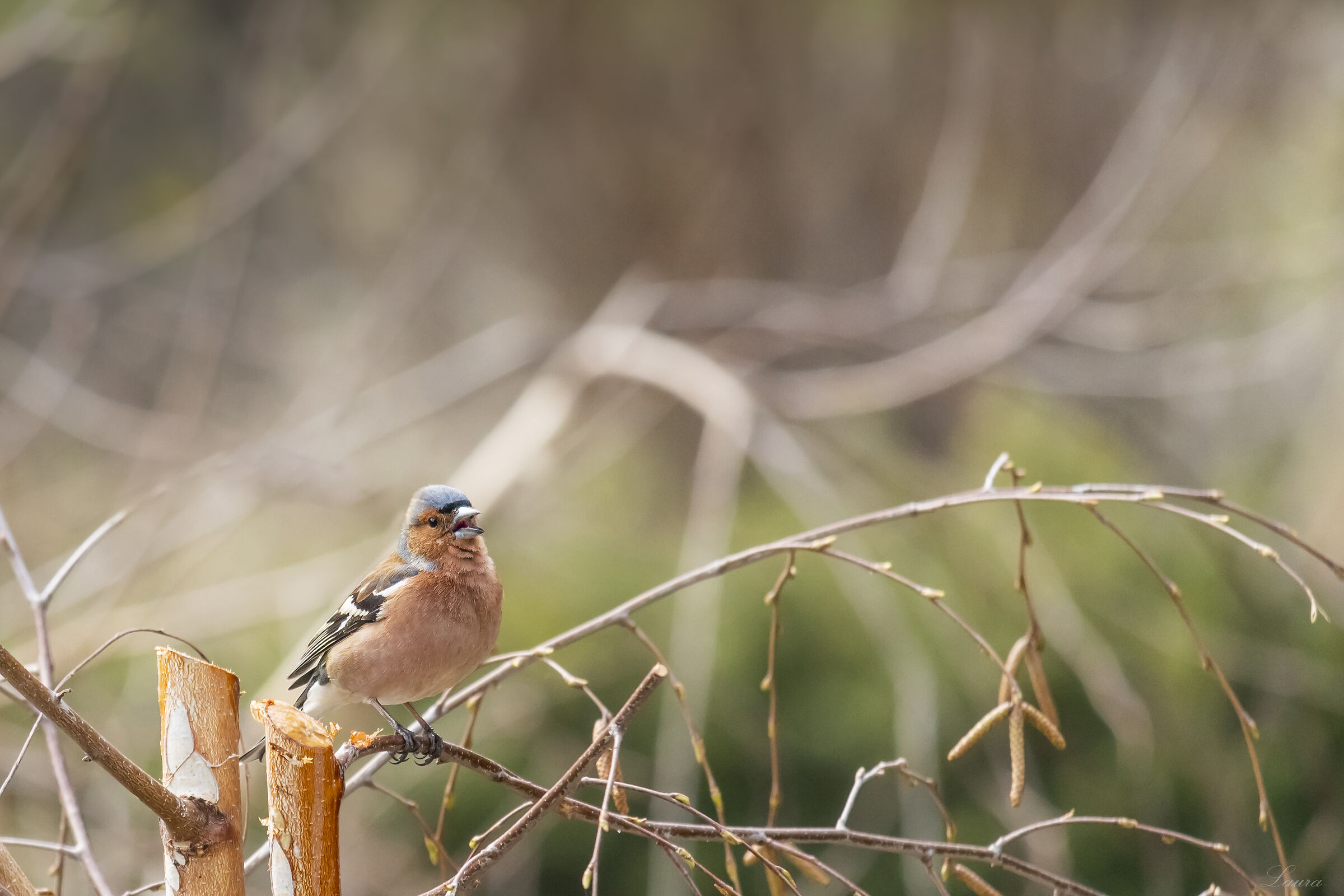Fringuello canterino