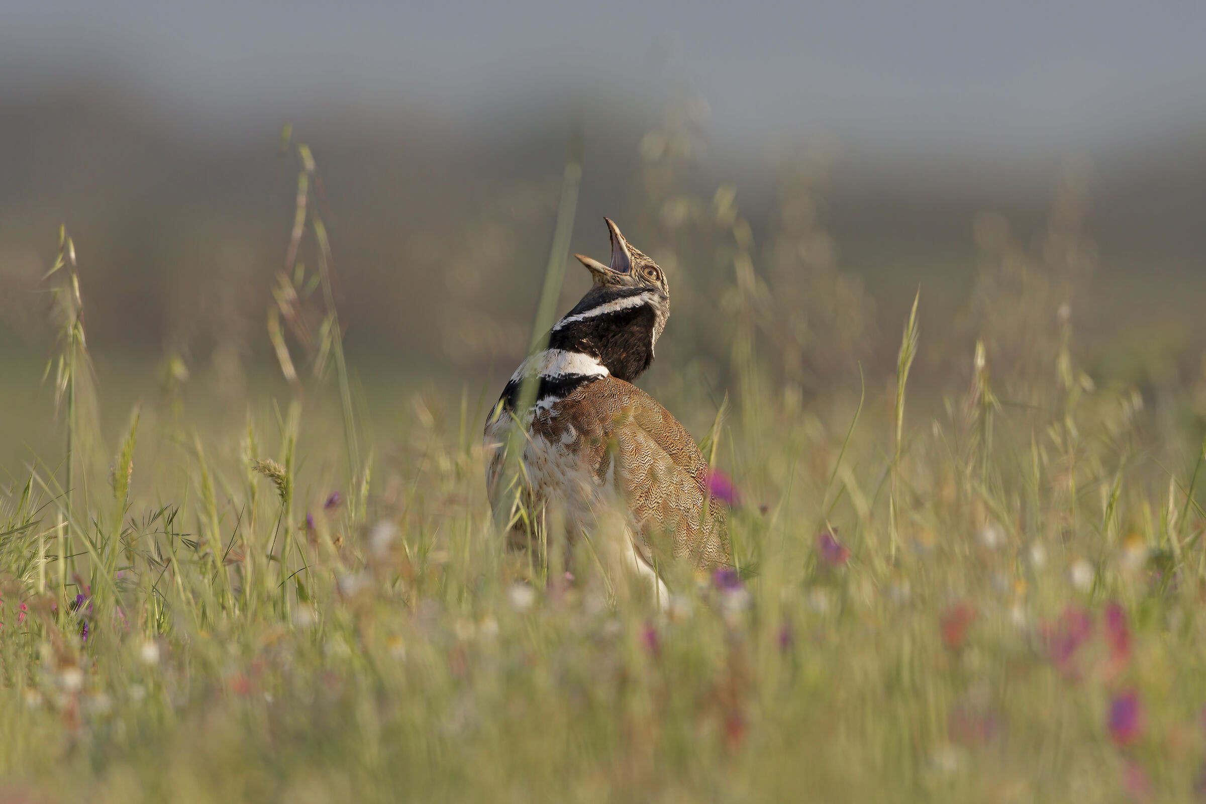 The call of the prataiola