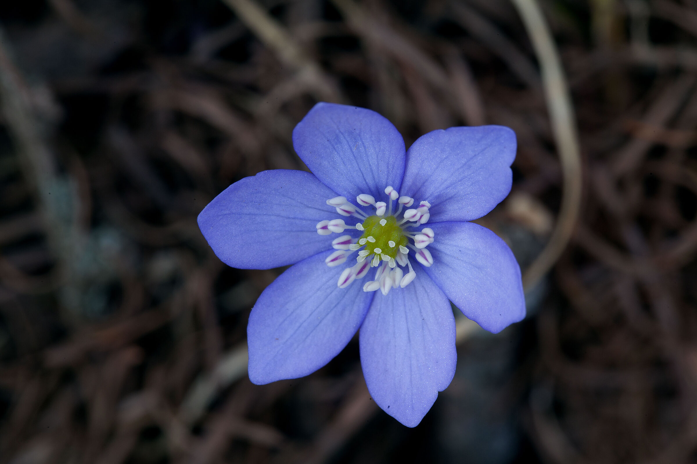Hepatica Nobilis