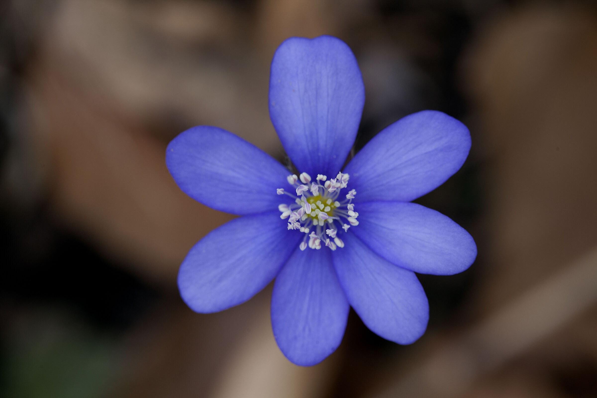 Hepatica Nobilis