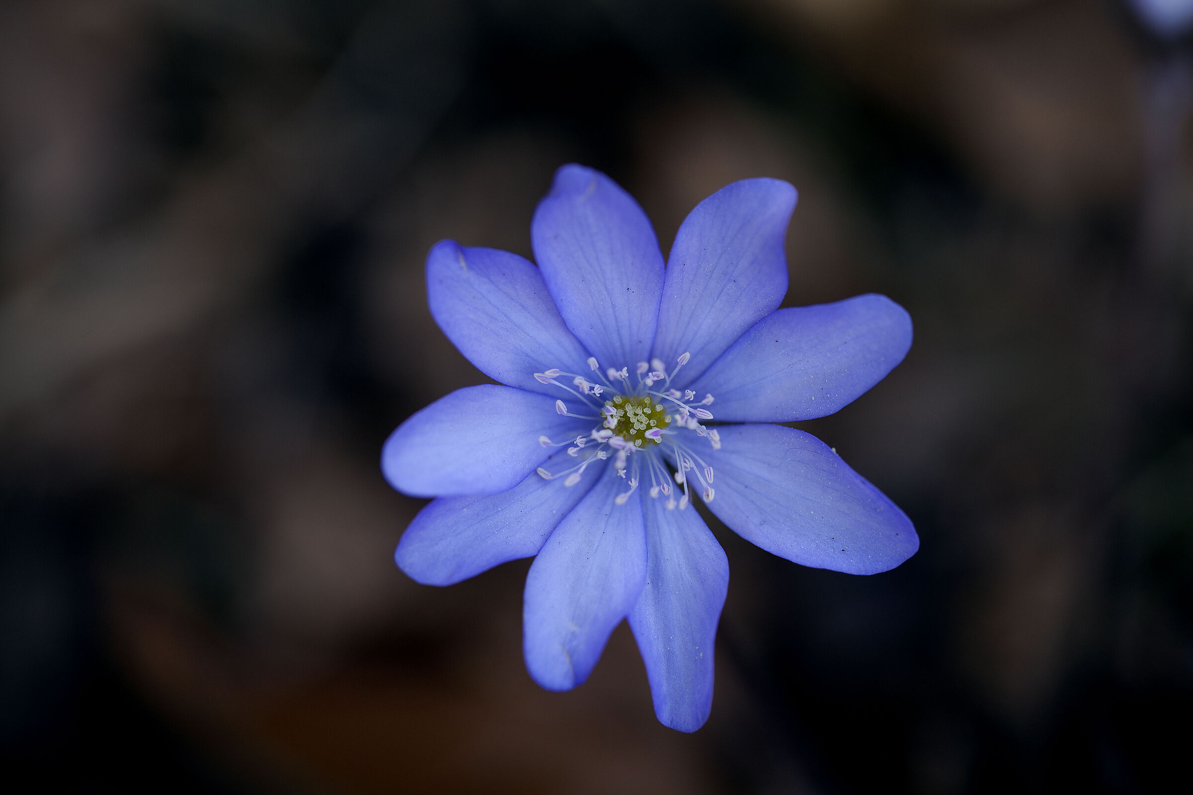 Hepatica Nobilis