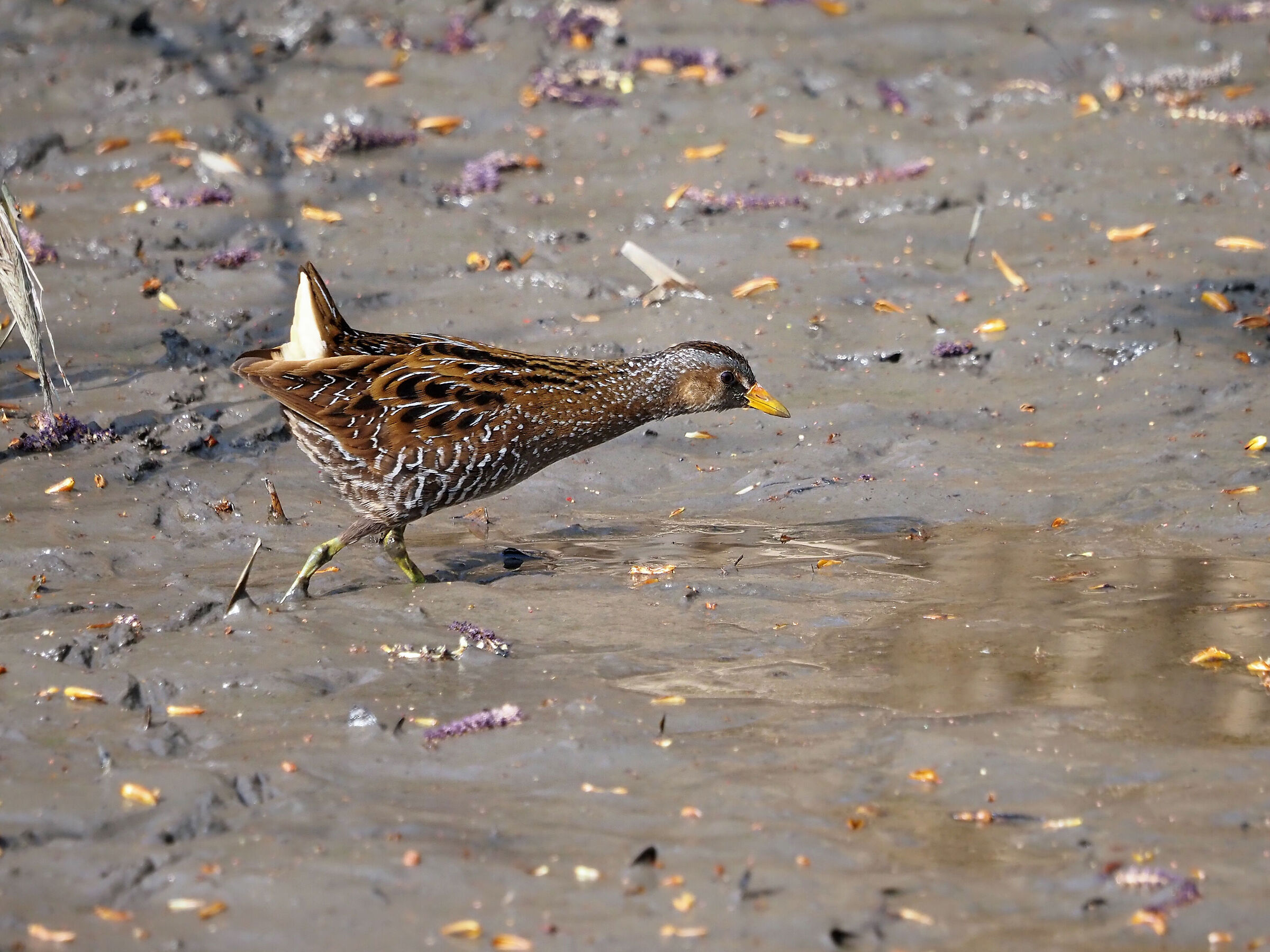 Porzana porzana (Voltolino)