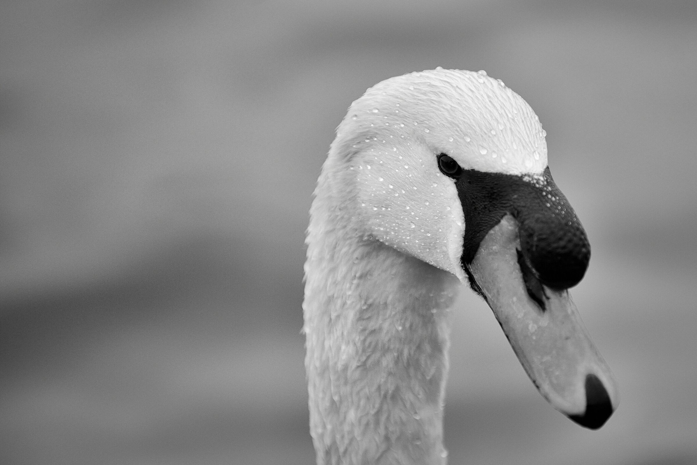 Cigno in primo piano