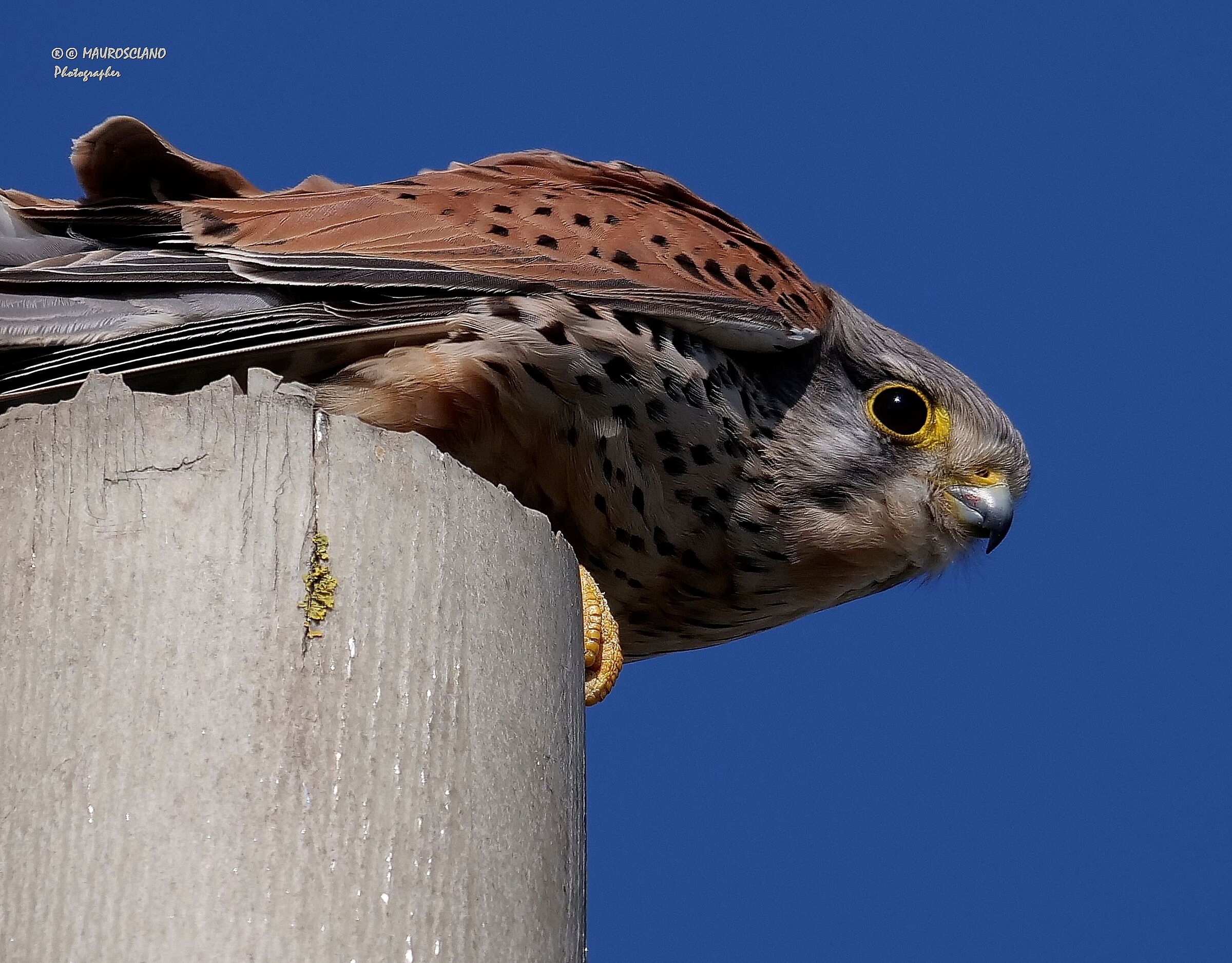 Kestrel