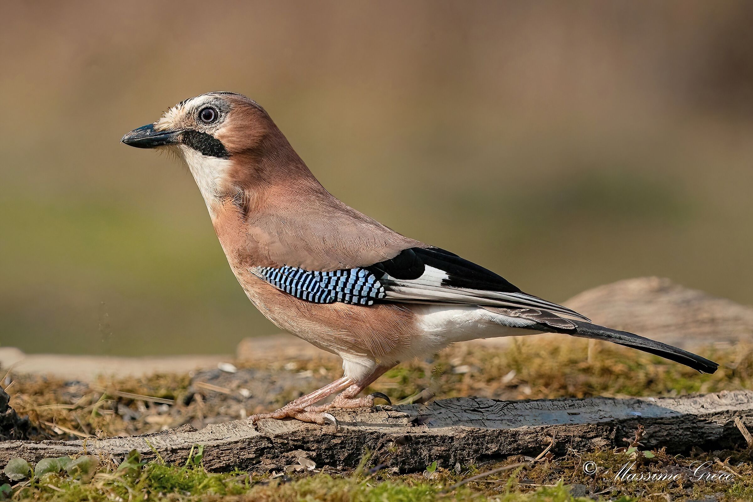 Jay (Garrulus glandarius)