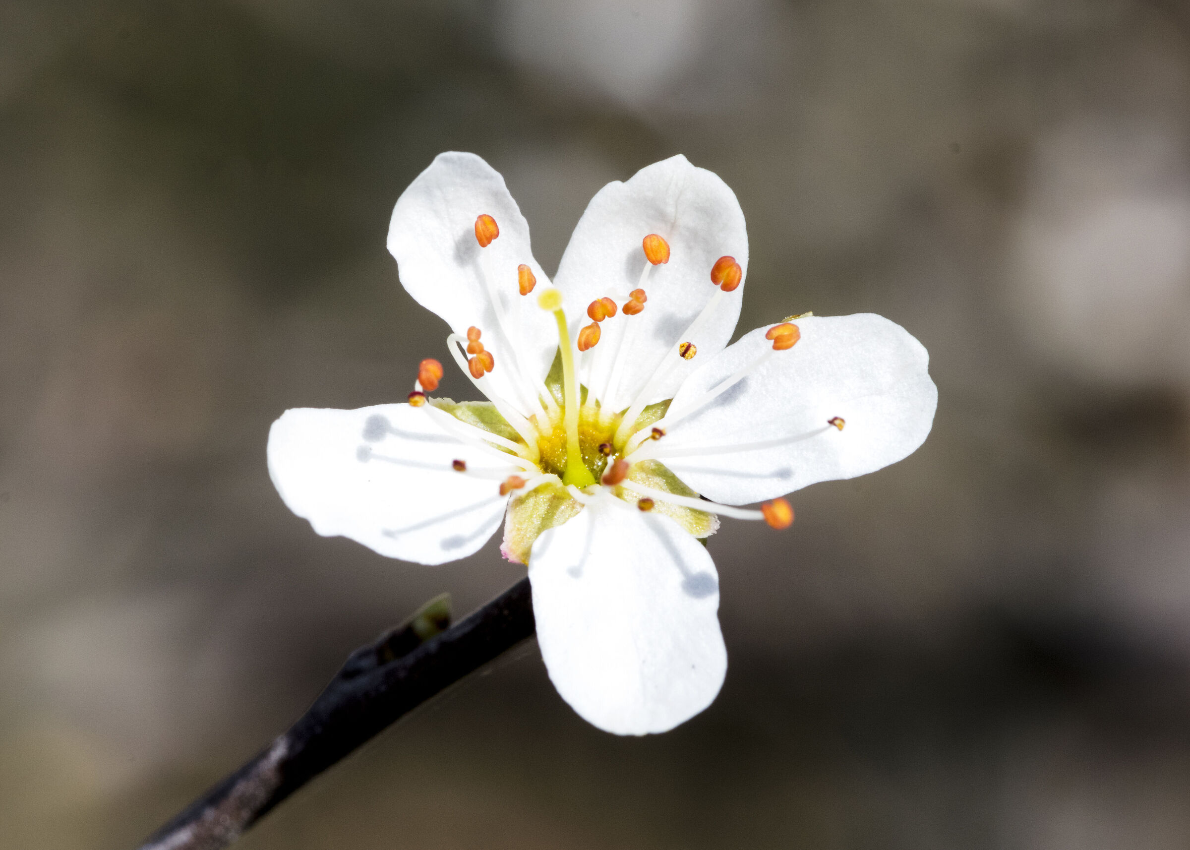 Hawthorn