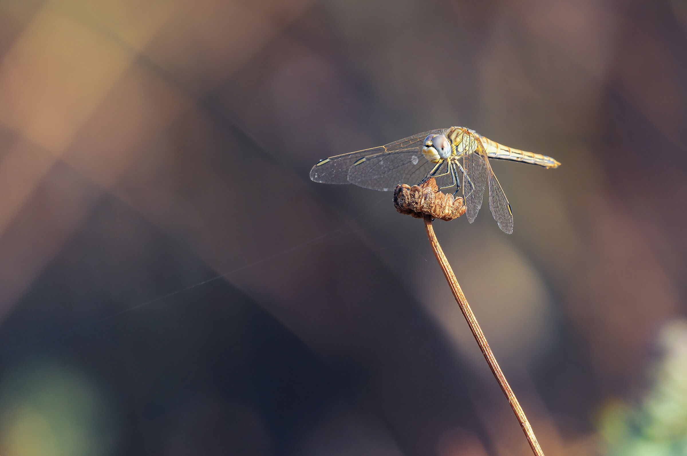 Bush bokeh with dragonfly