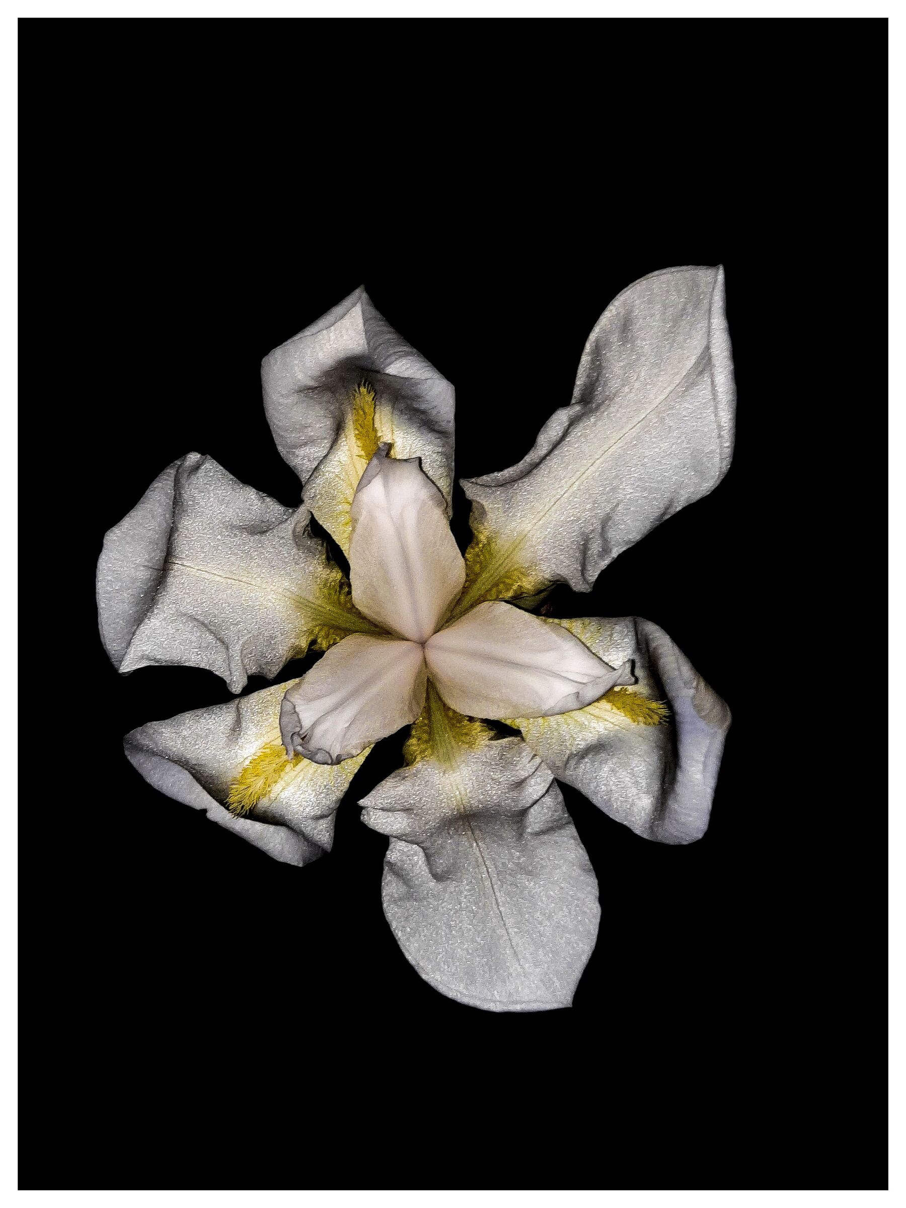 Iris