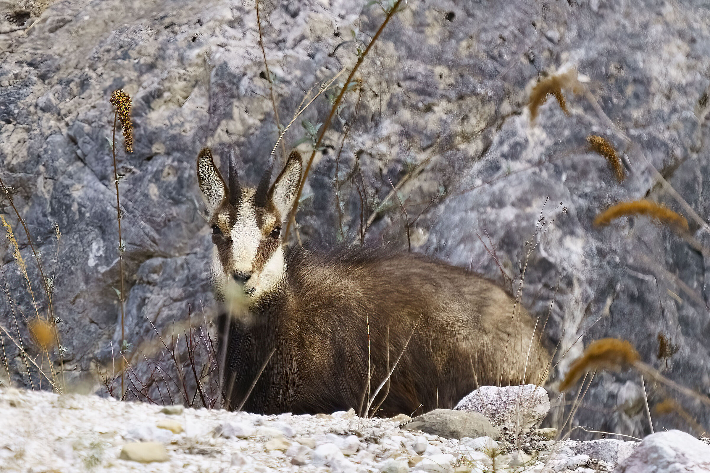 Young chamois