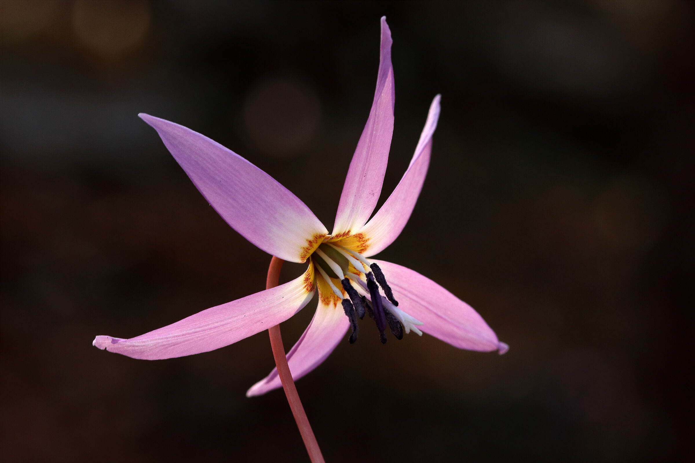 the spectacle nature