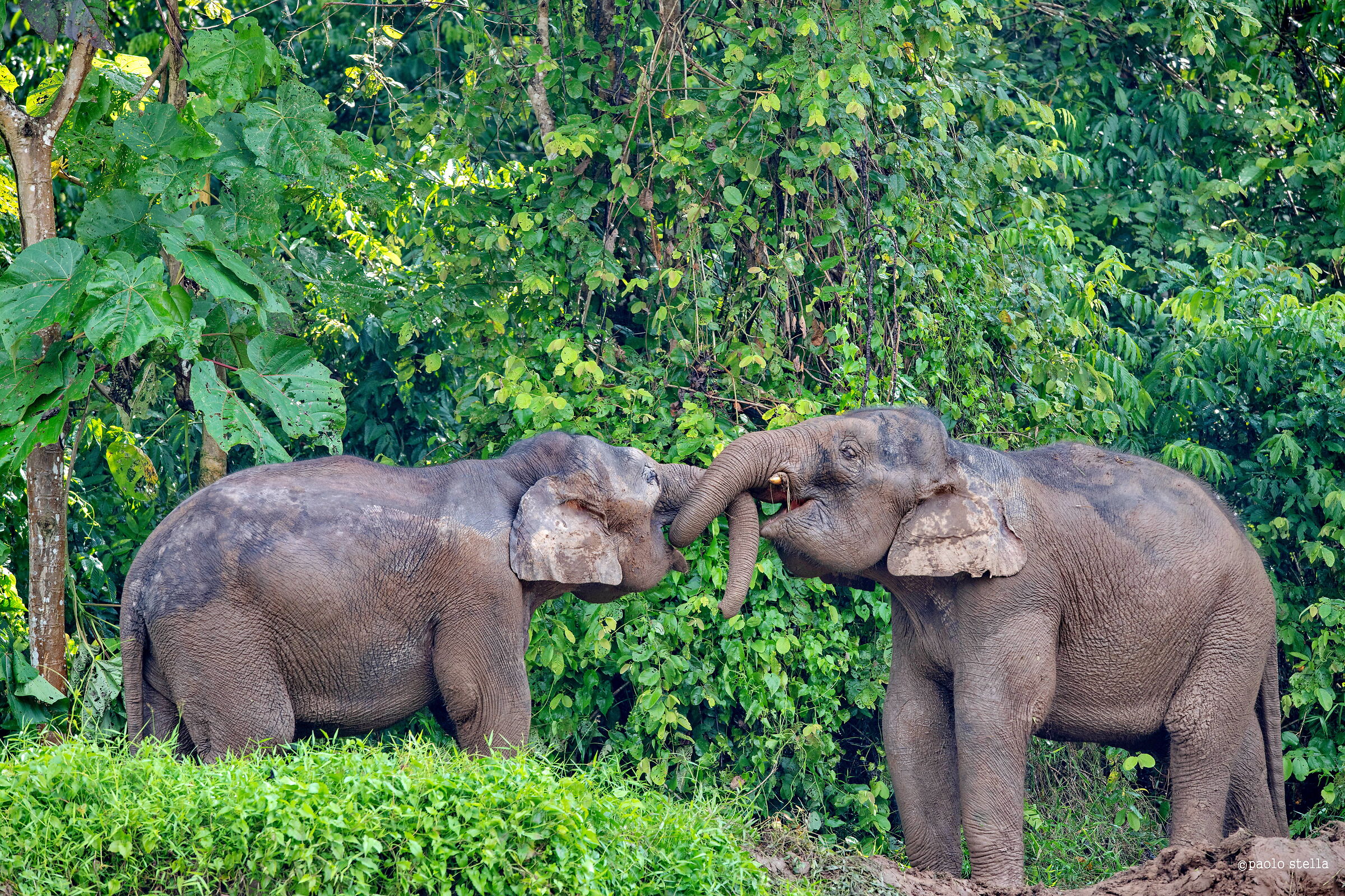 Borneo pygmy elephants