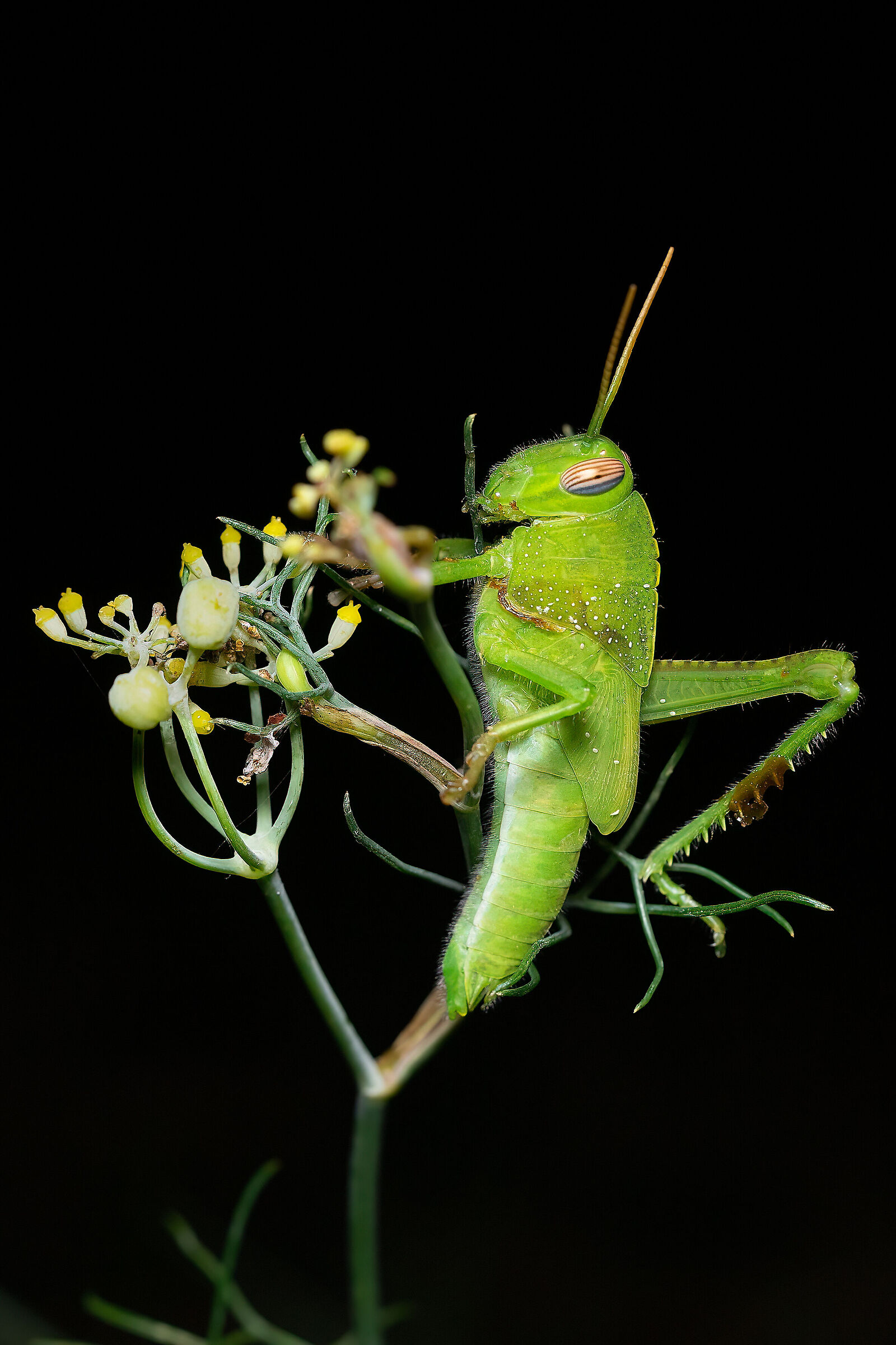 Neanide di locusta egiziana