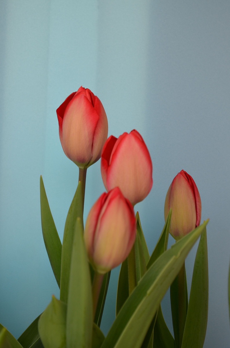 The tulip