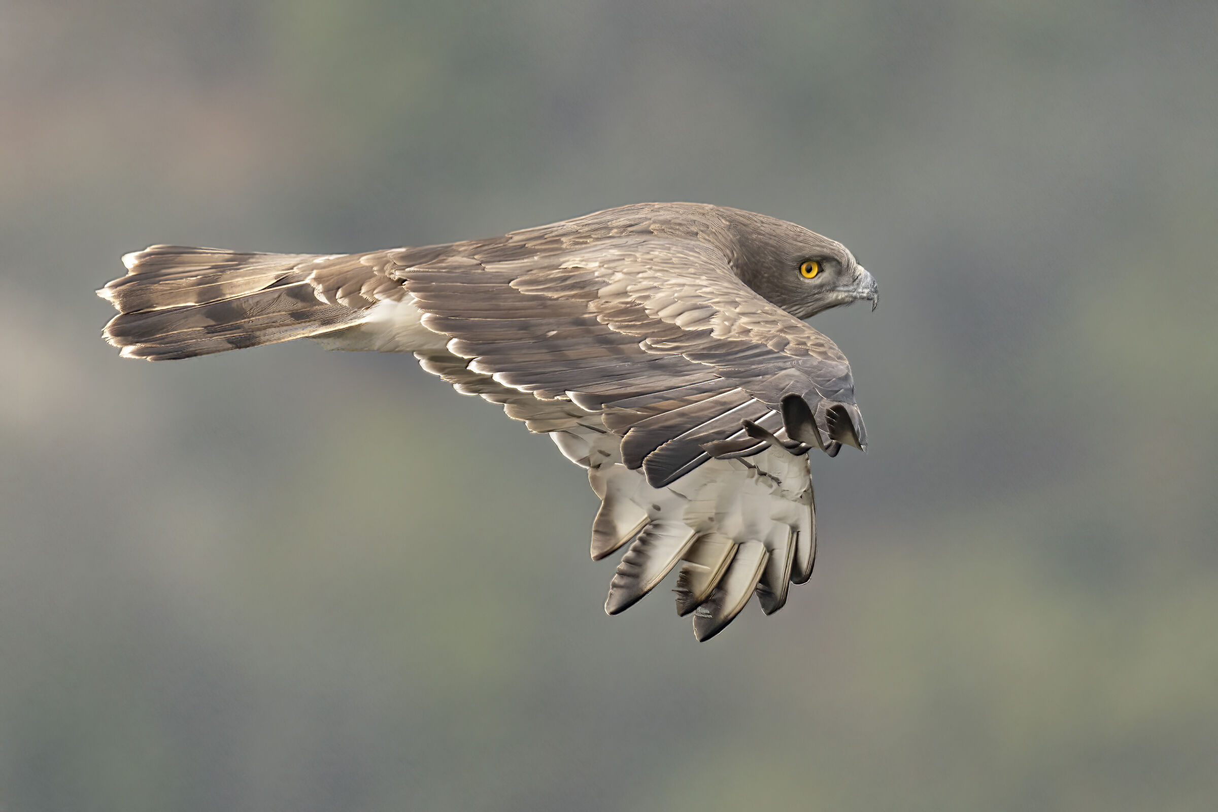 Il profilo del Biancone