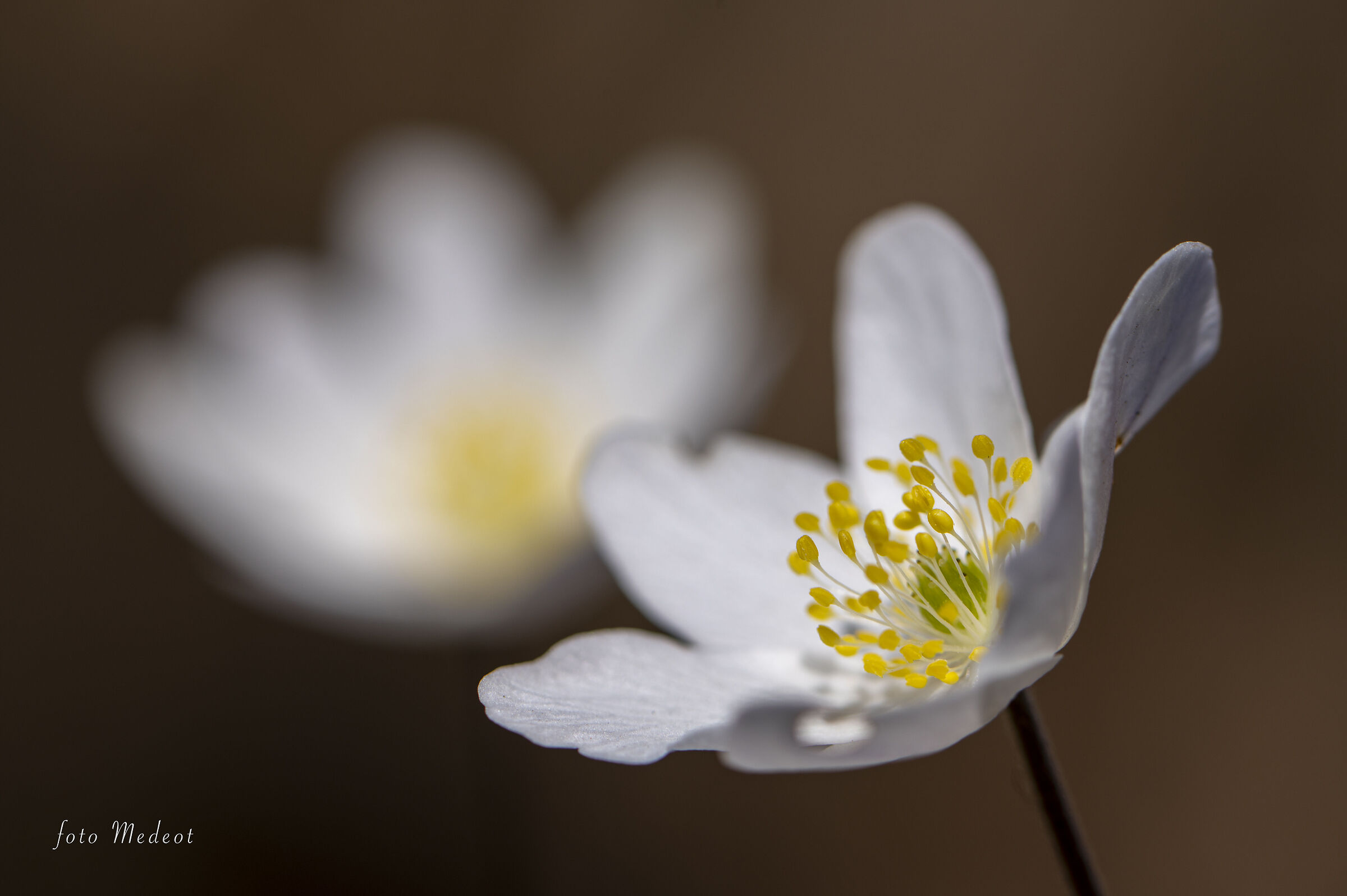 21 Marzo, Benvenuta Primavera