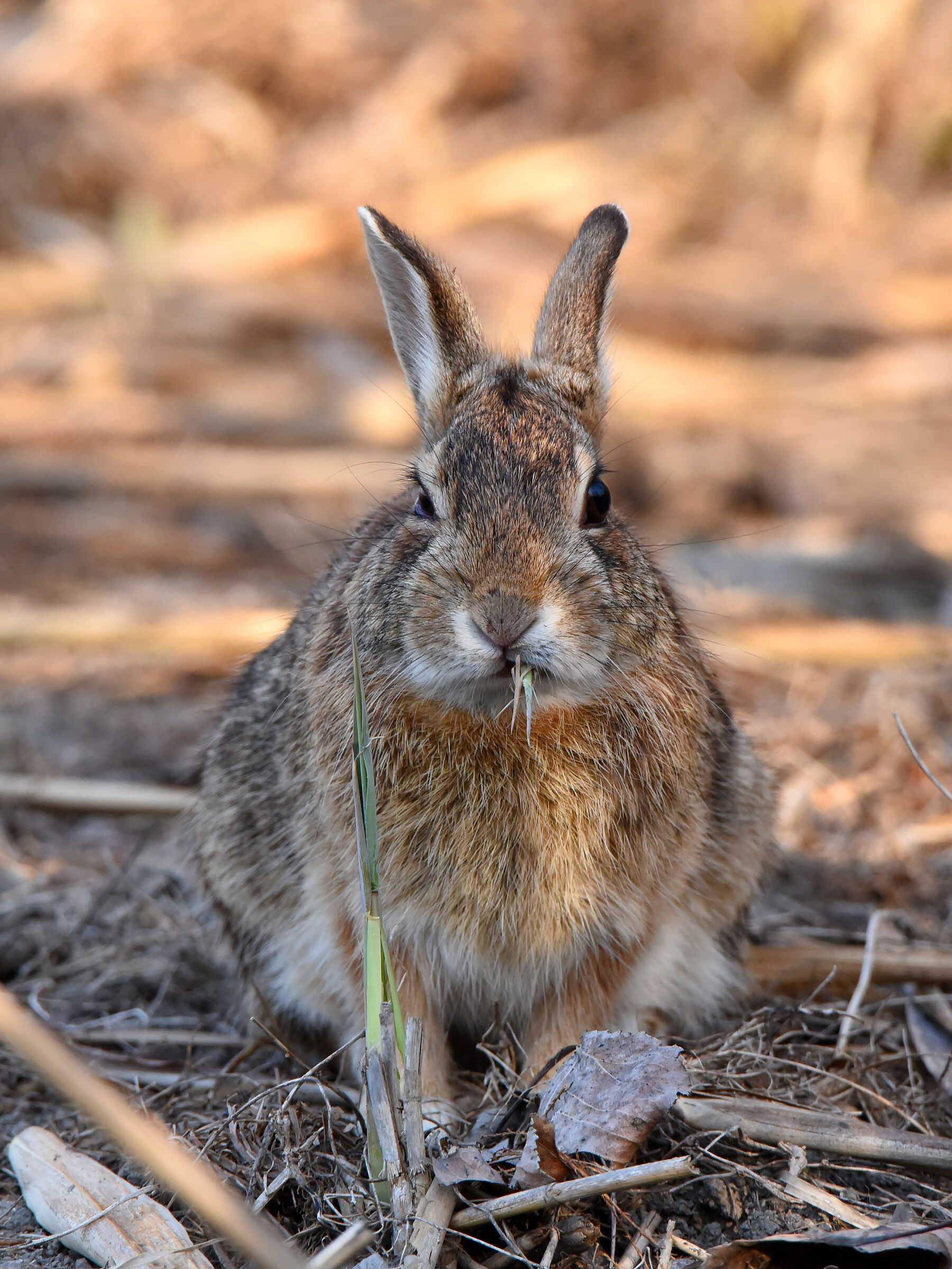 The snack of Silvilago