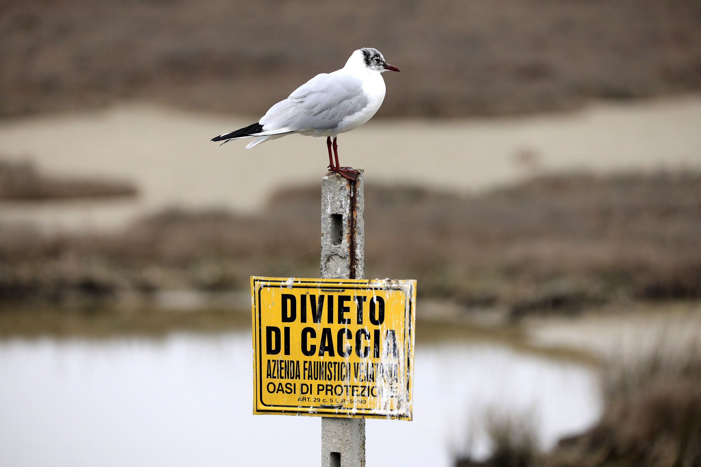 qui dovrei essere al sicuro