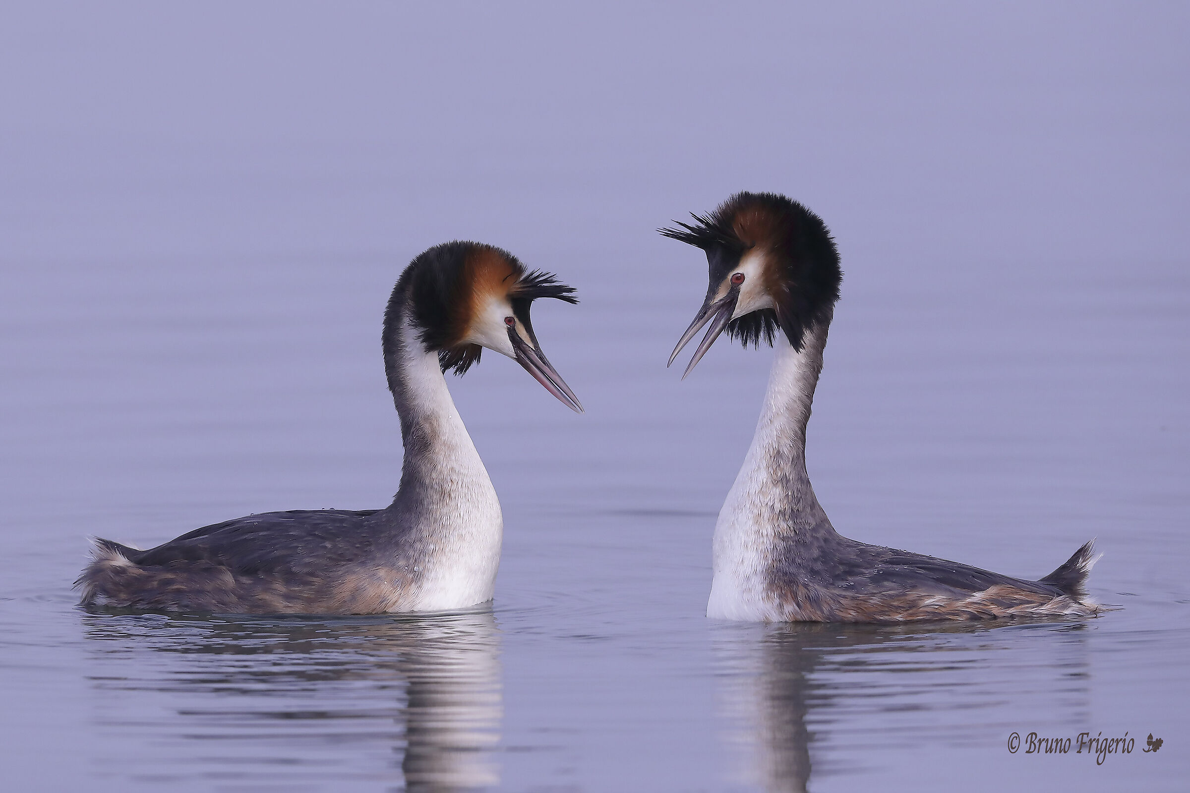 svasso maggiore corteggiamento