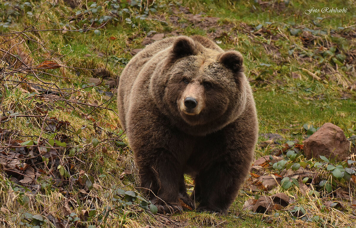 Orso bruno...