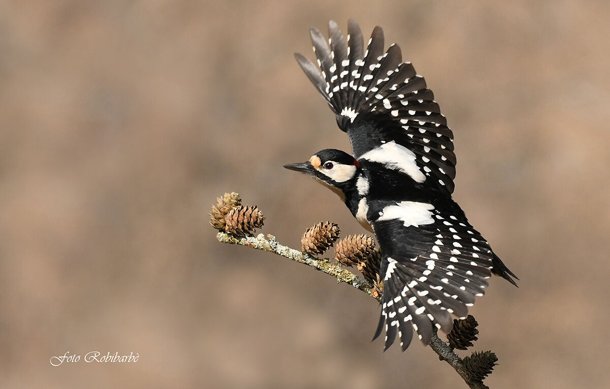 Greater red woodpecker...