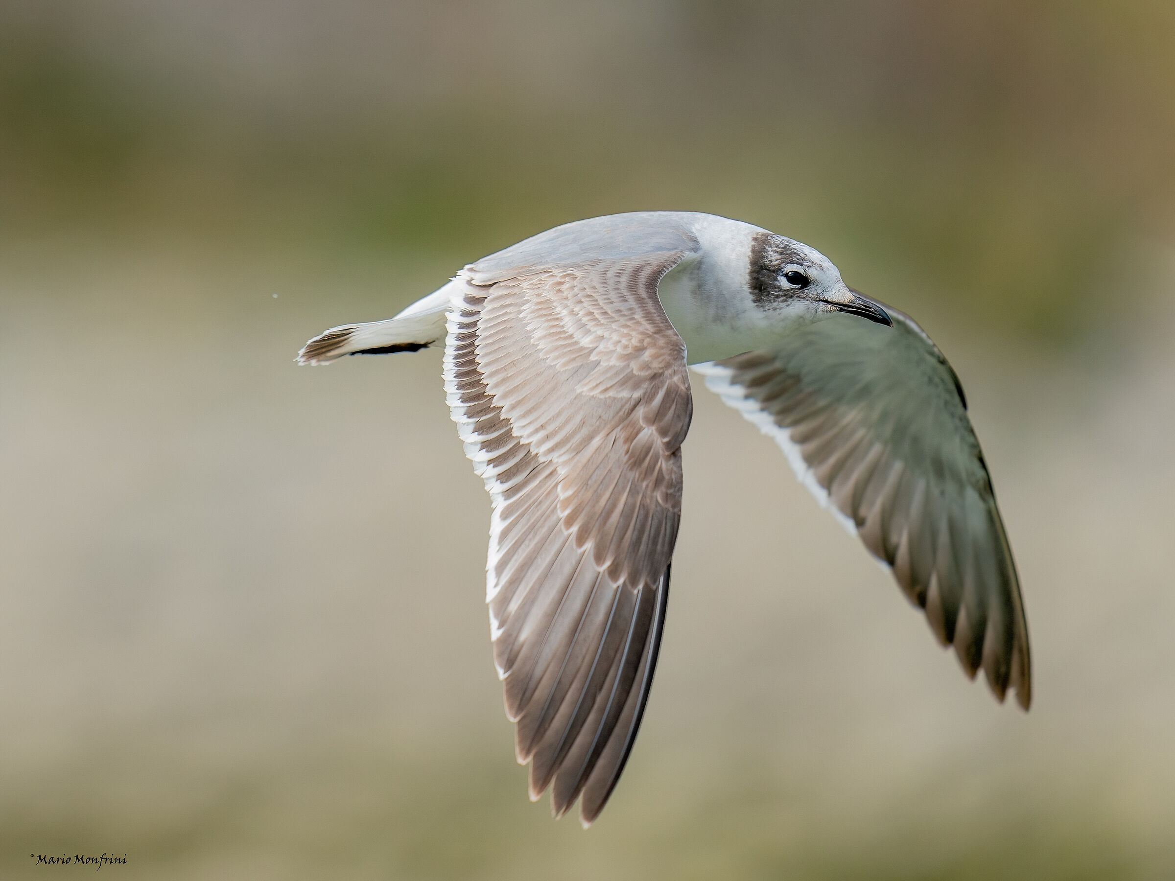 Franklin's Seagull in Liguria (II)