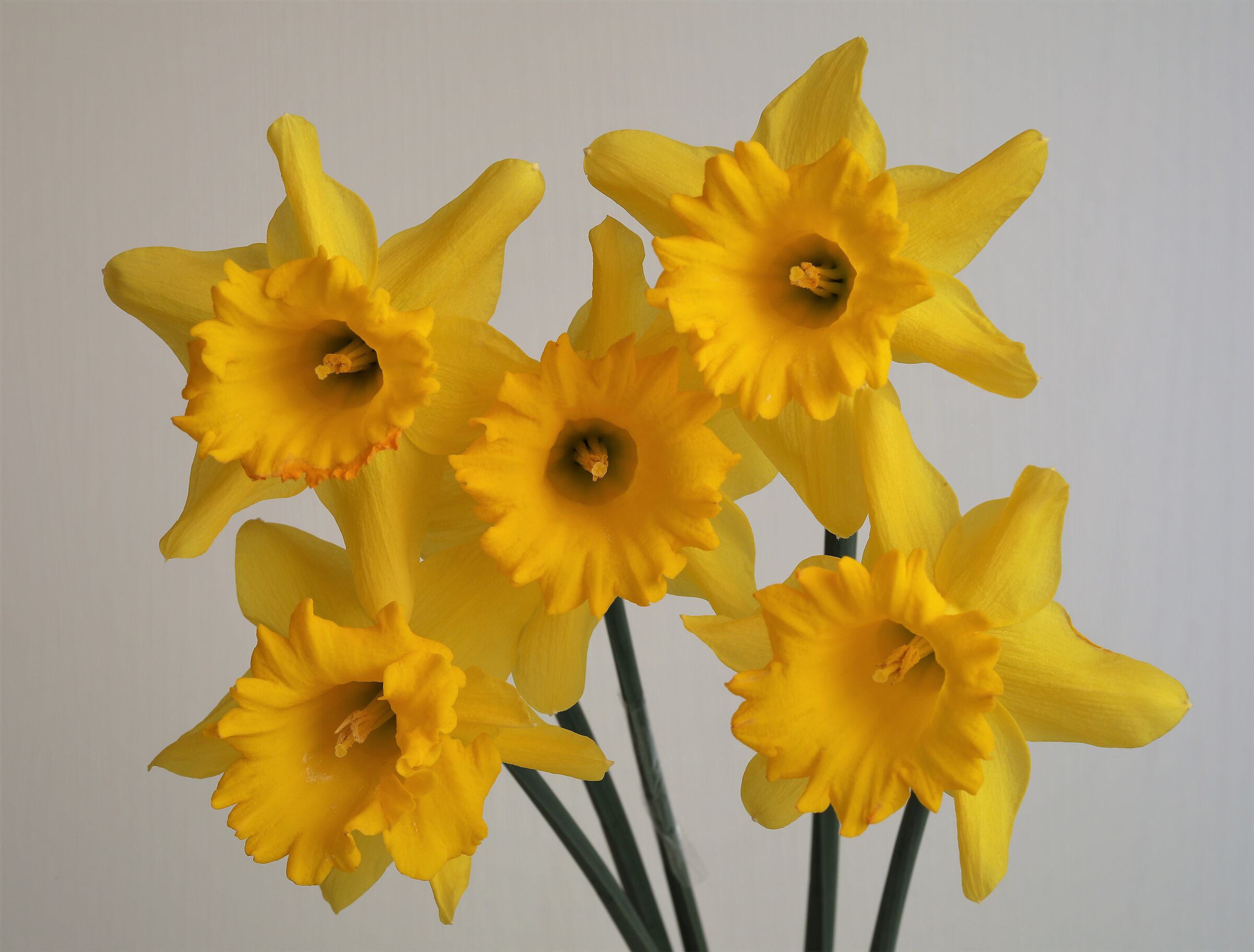 Daffodils3