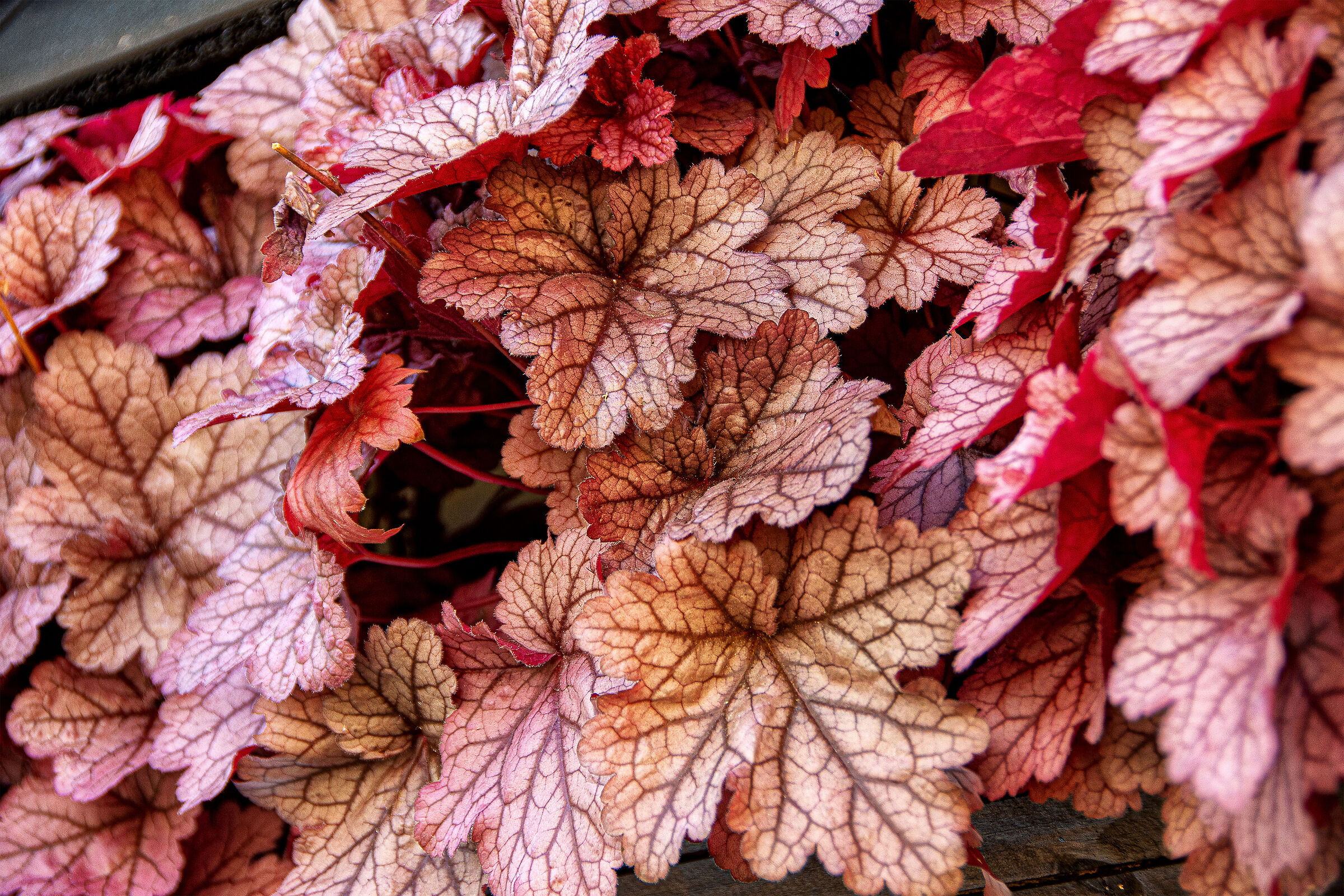 Autumn colors