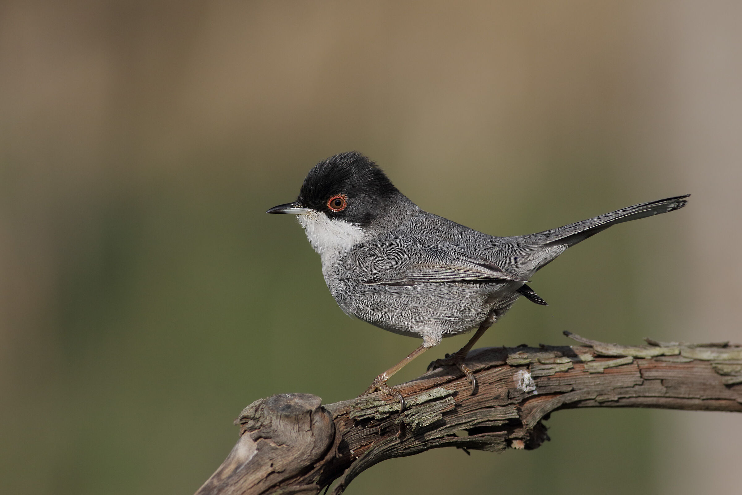 Occhiocotto maschio (Sylvia Melanocephala)