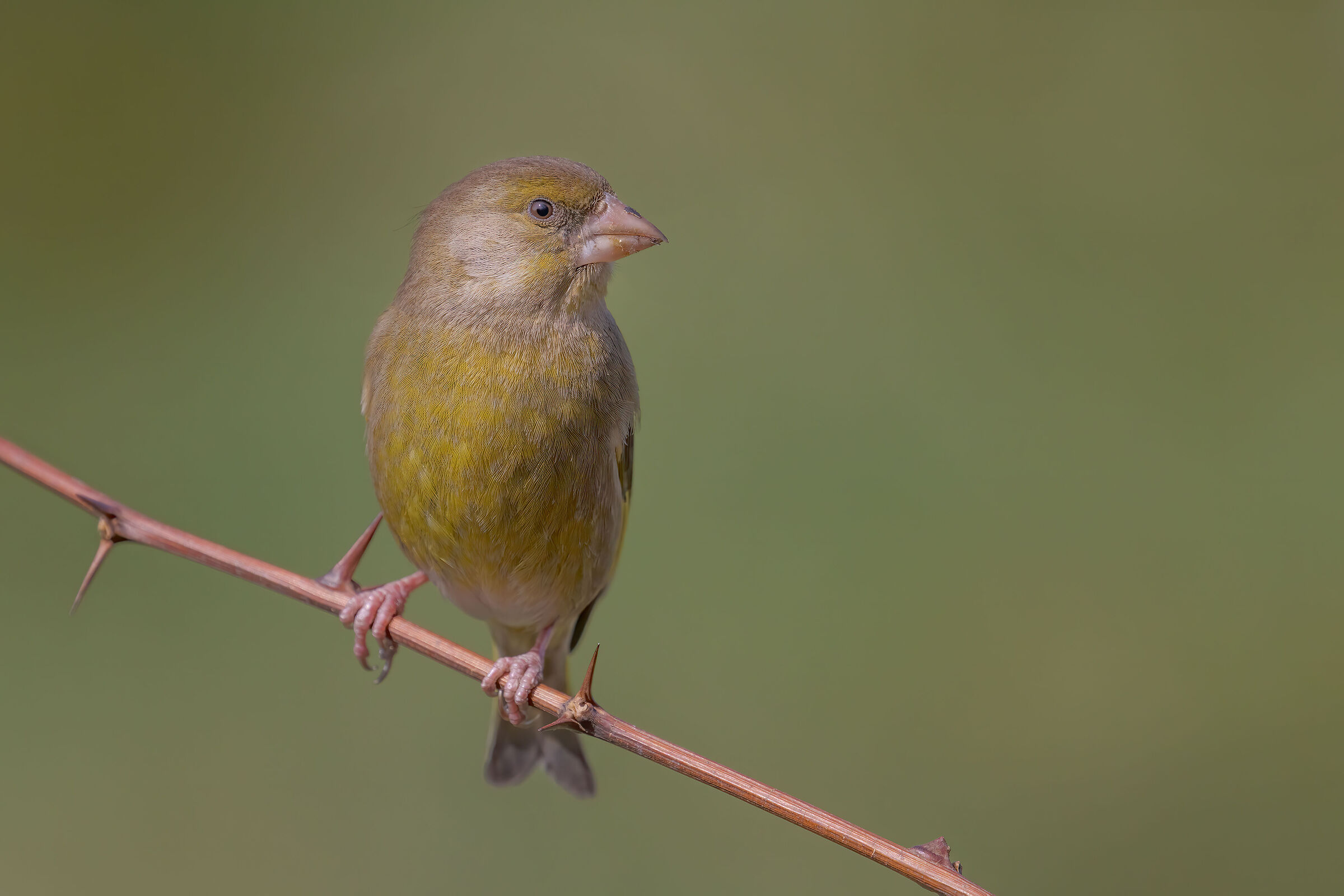 Verdone "tolal look"