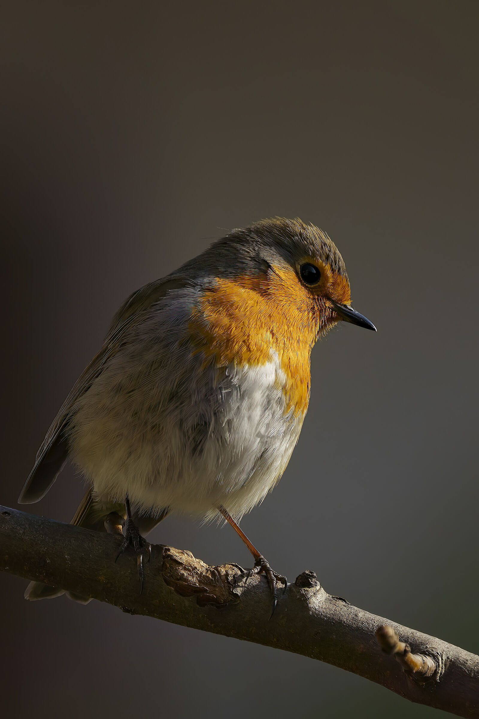 Robin