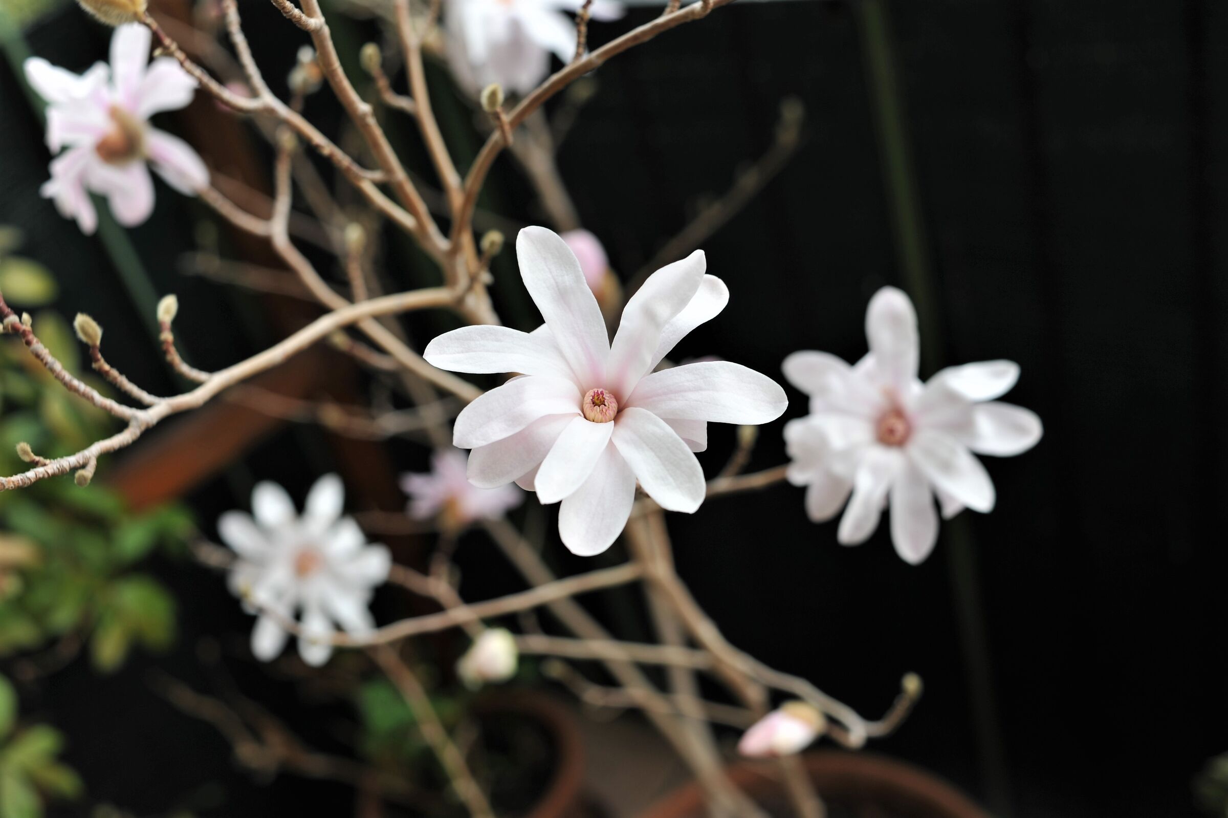 Quest'anno la magnolia del poggiolo è felice