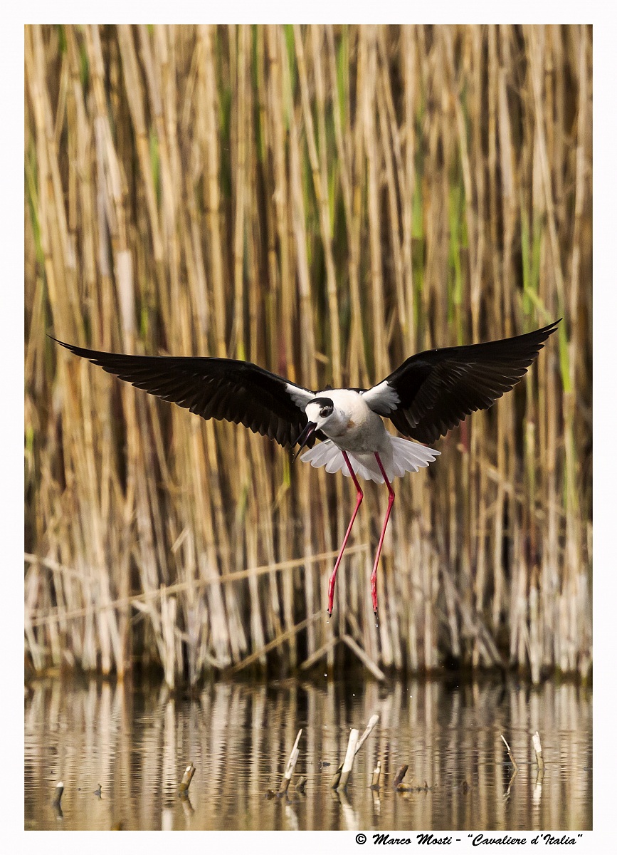 The landing of the Knight