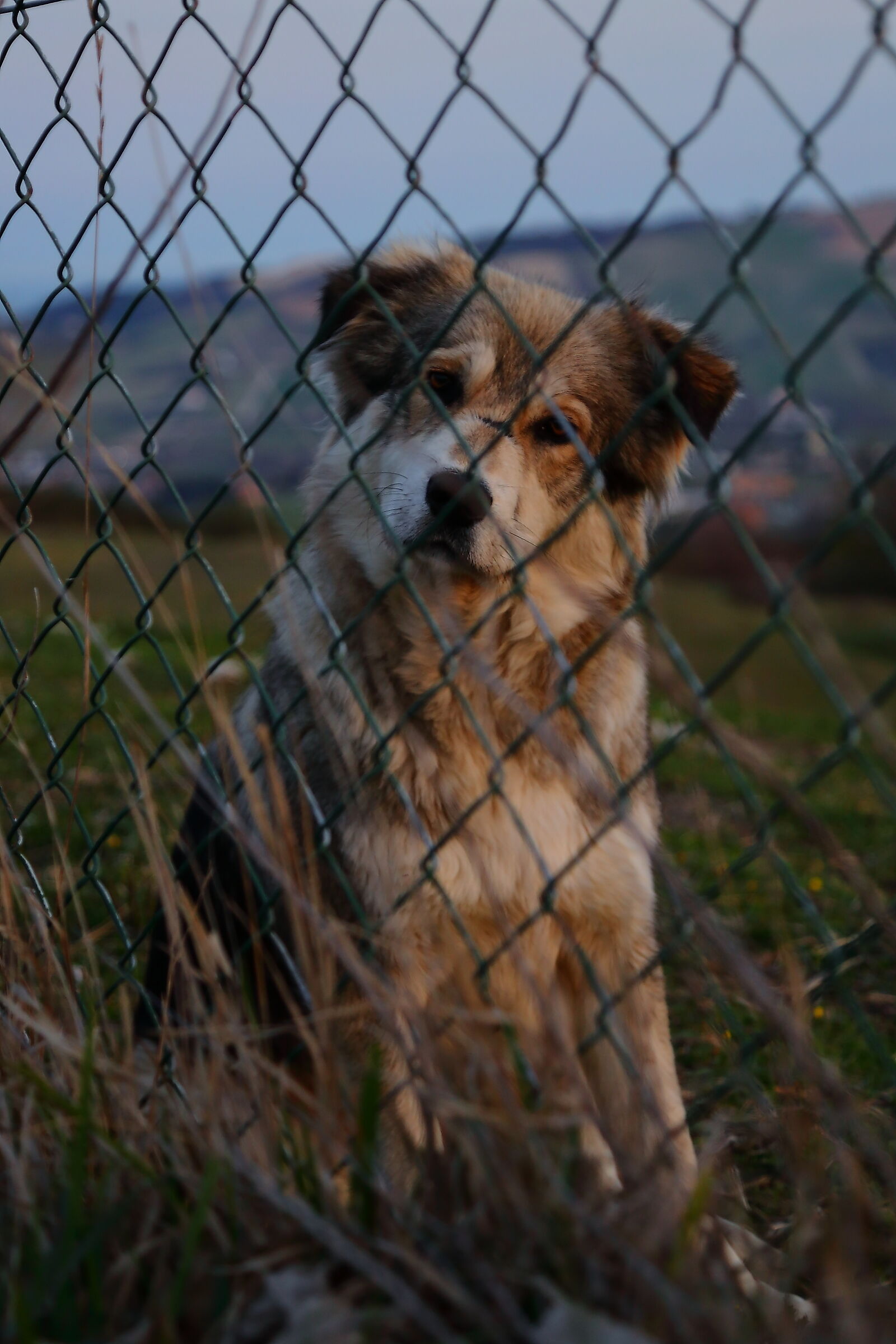 curious shepherd dog