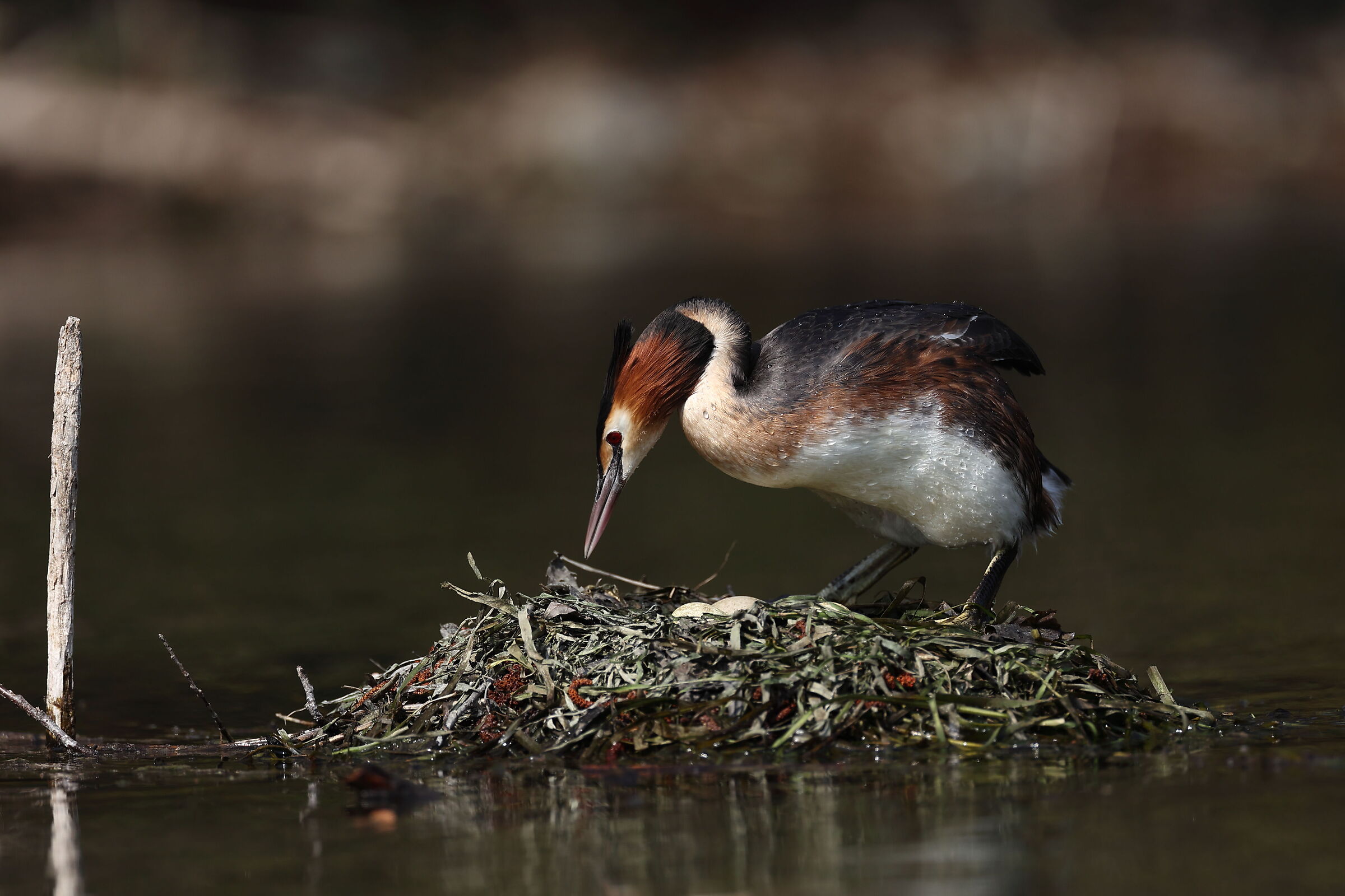 Grebe