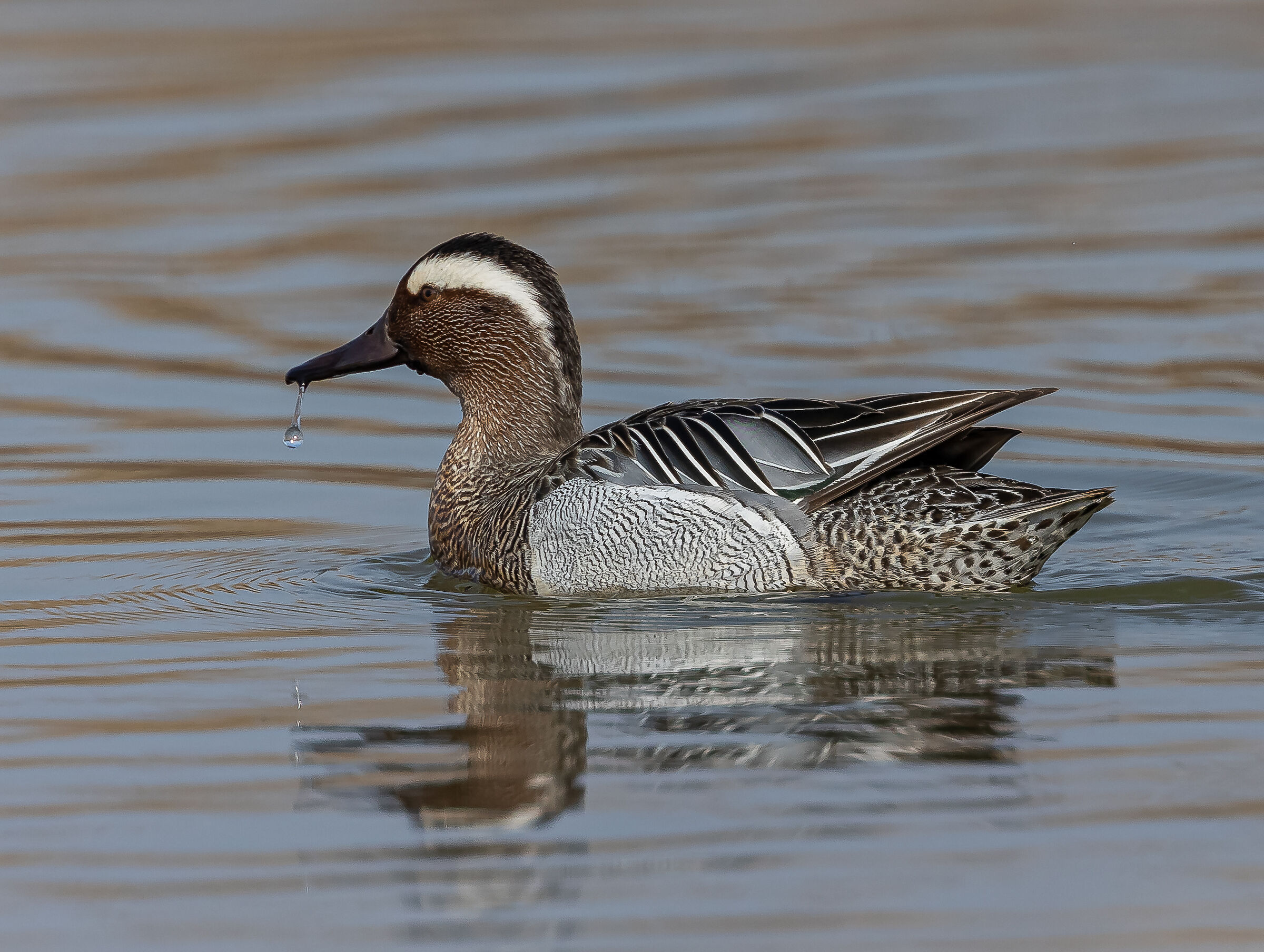 Garganey