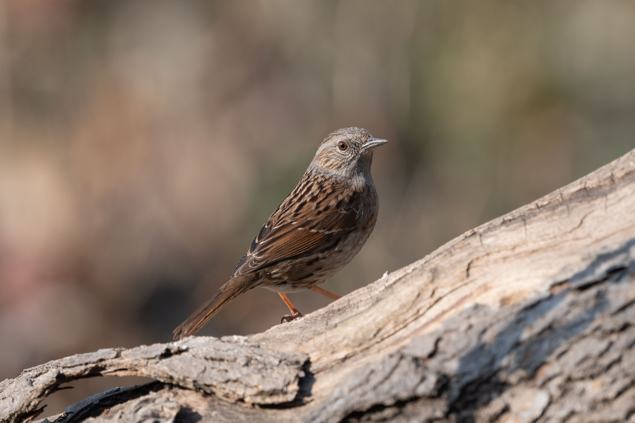 Passera scopaiola ritaglio a pixel reali 100%