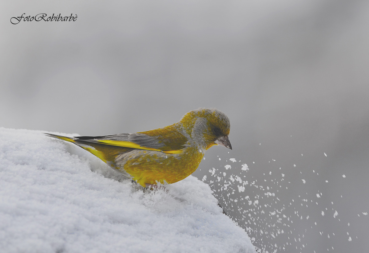 Verdone......frenata....