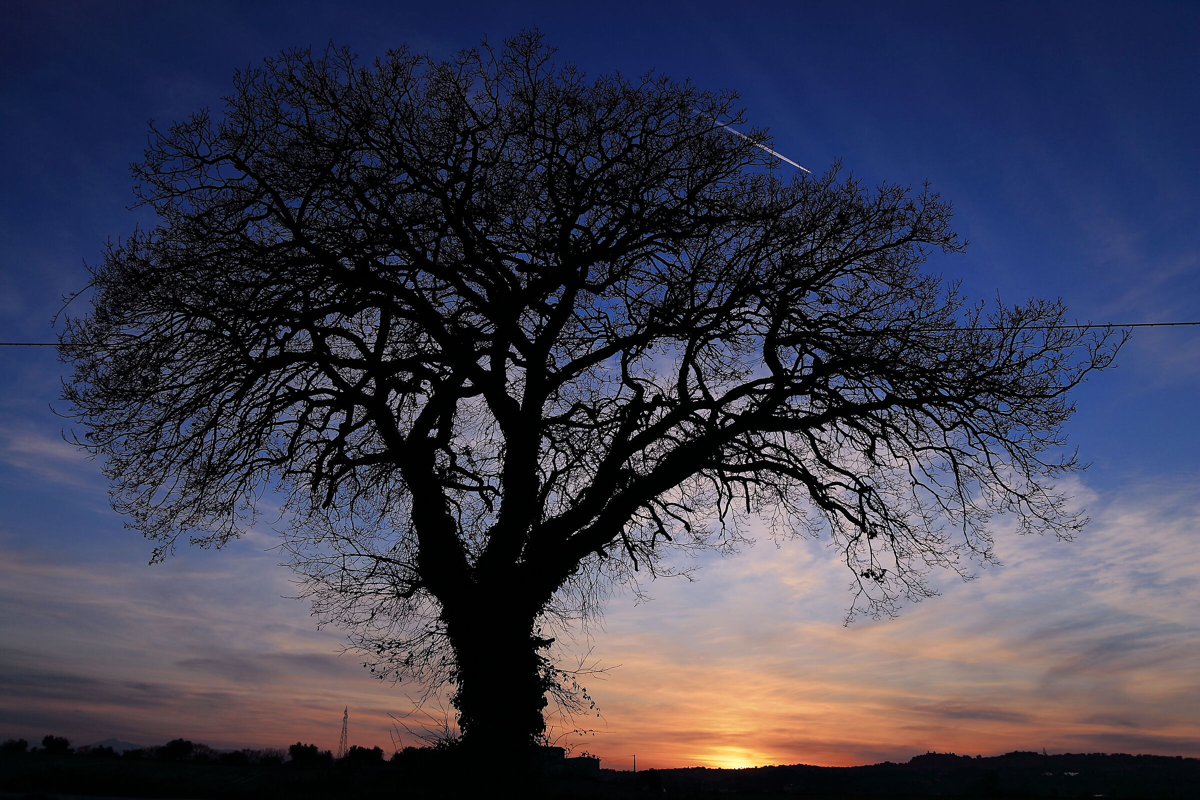 oak at sunset
