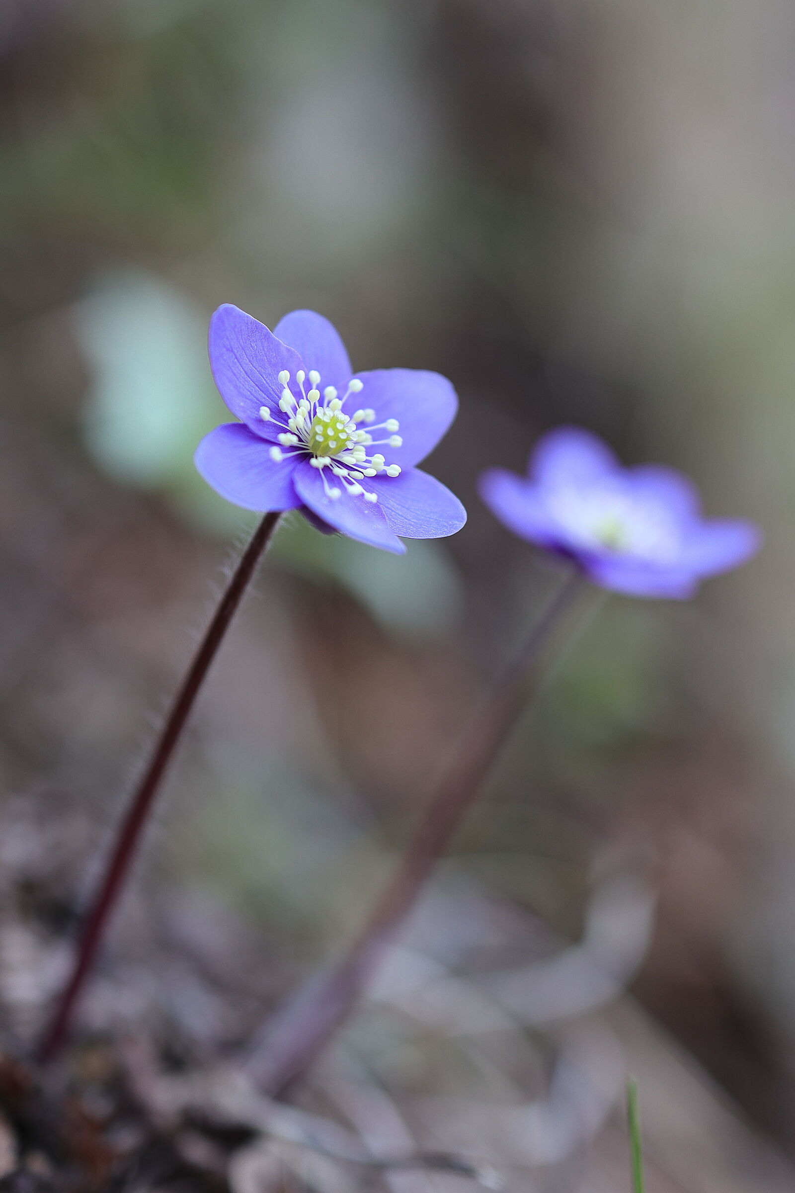 Erba trinità sul lago d'Iseo (tra Lovere e Castro...